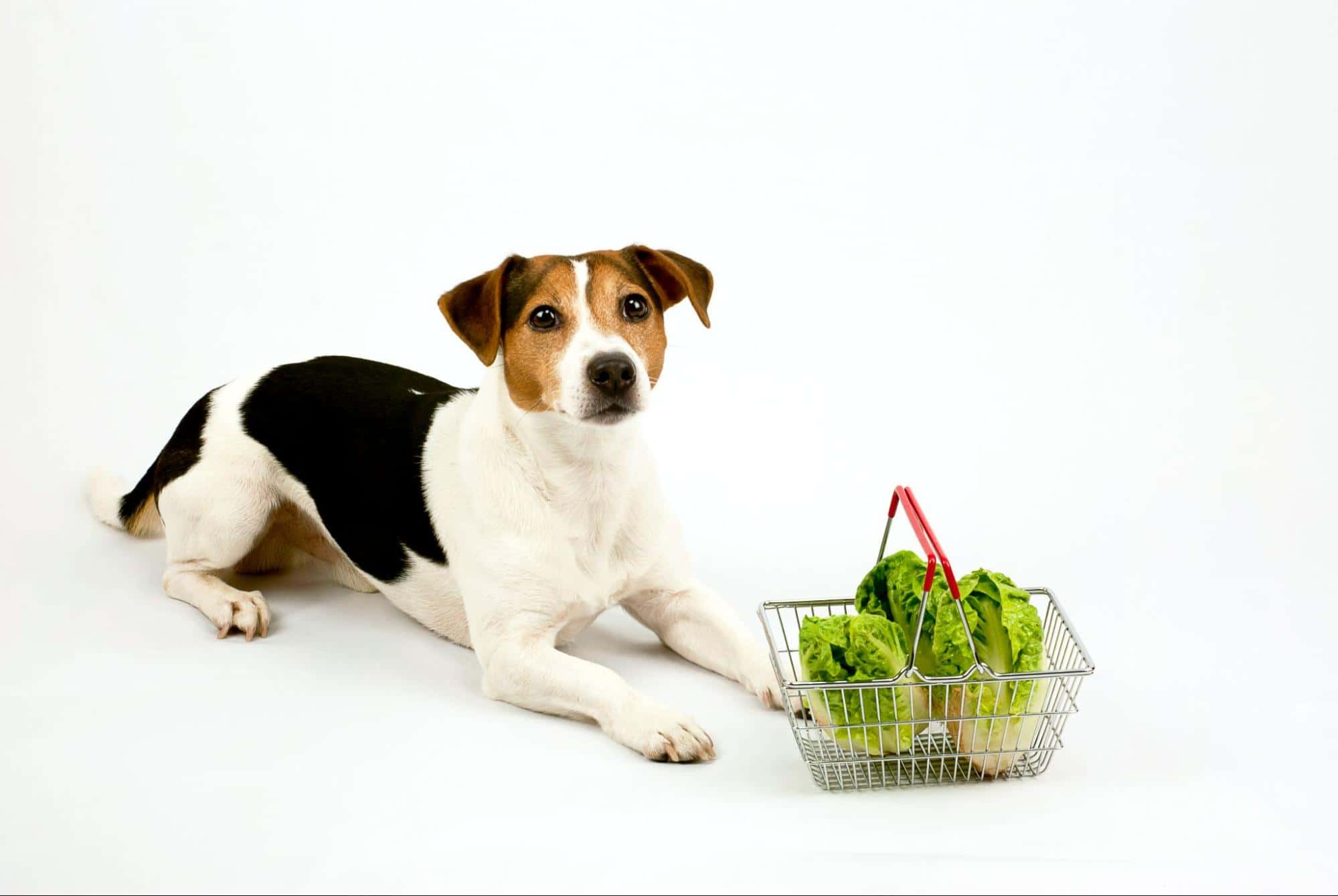 Dog with fresh lettuce in a shopping basket, promoting healthy dog diet options.