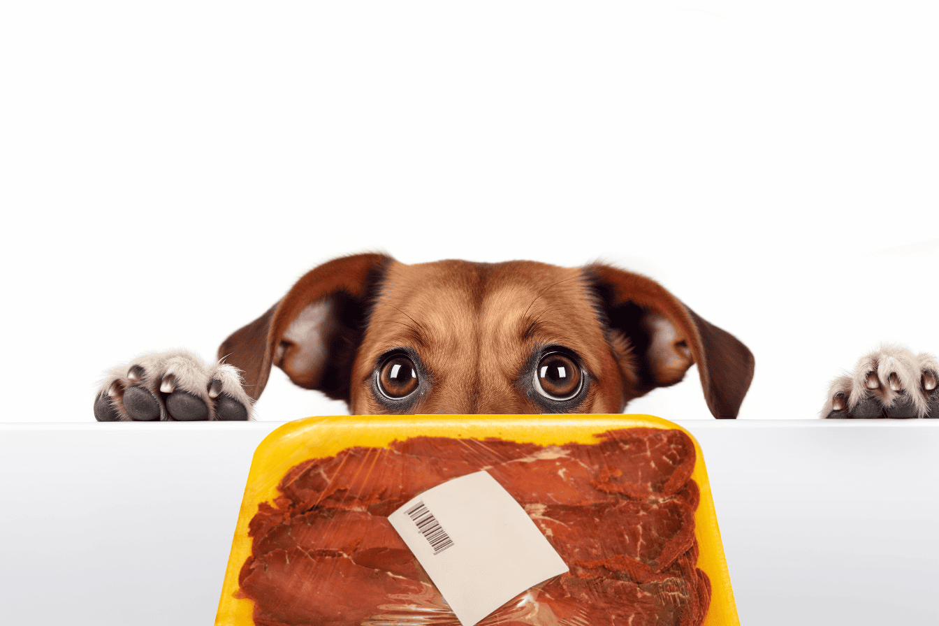 Adorable dog eyes focused on raw meat package, highlighting pet food safety and quality.