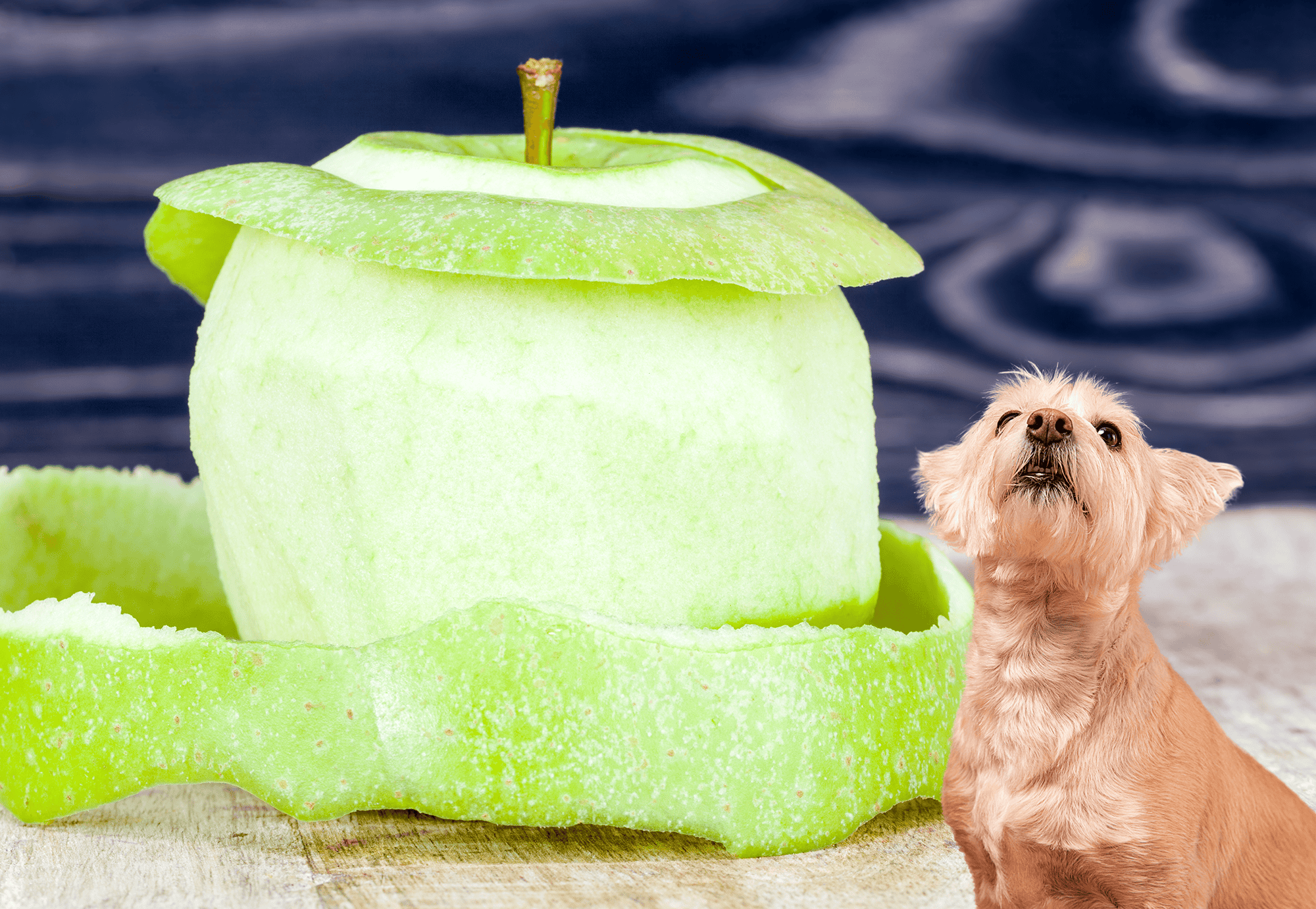 Apple slice cut to resemble a green apple, with a small dog gazing upward placed on a textured surface.
