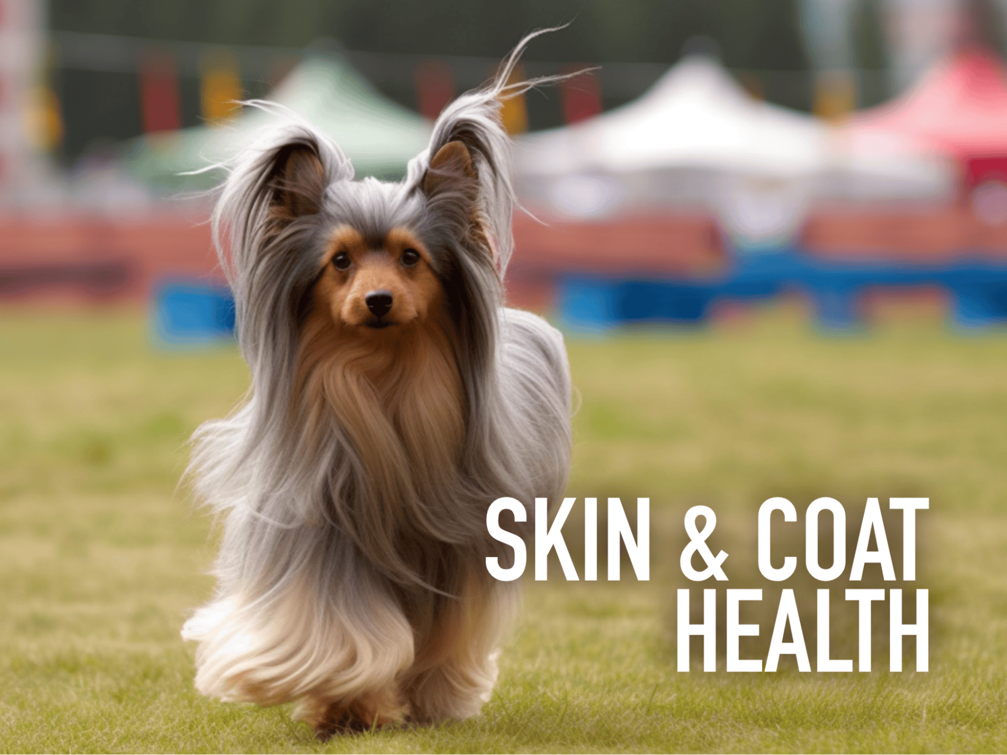 Skin and Coat Health