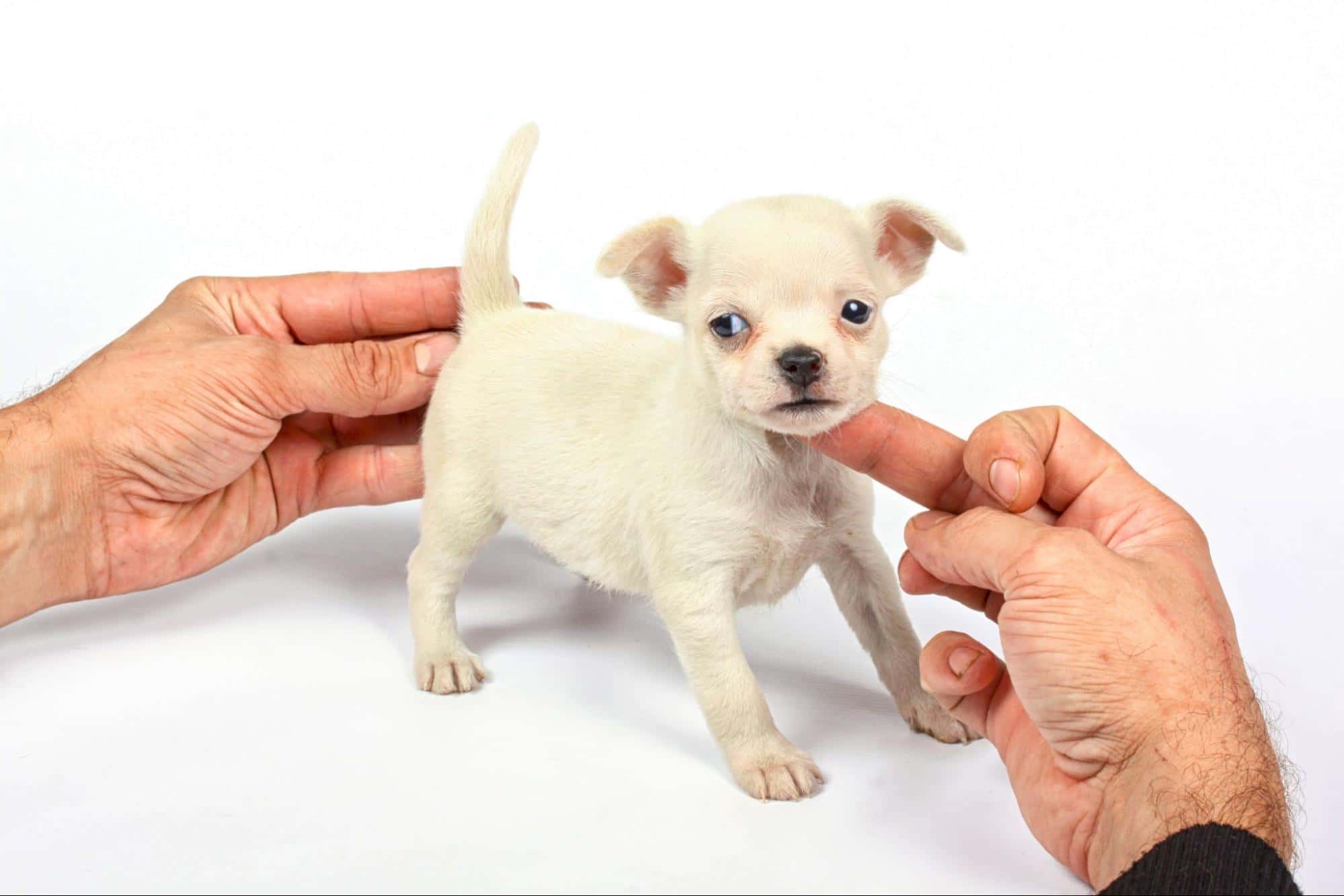 Adorable small puppy being examined, highlighting pet health and veterinary care.