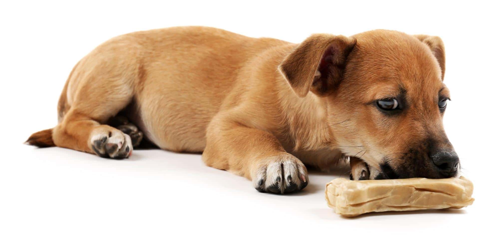 Cute puppy chewing bone with healthy teeth and shiny coat.