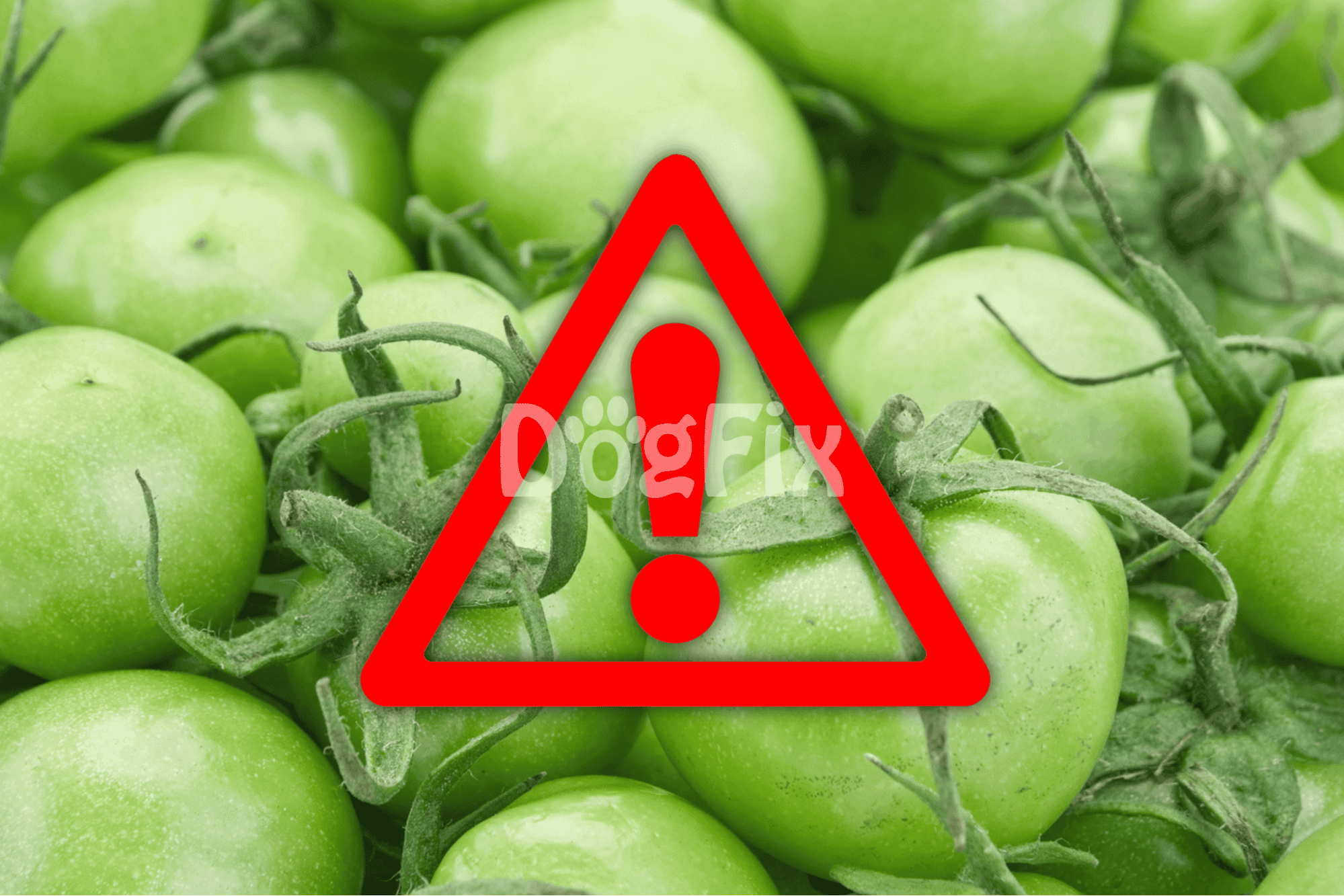 So, raw tomatoes—can dogs eat 'em