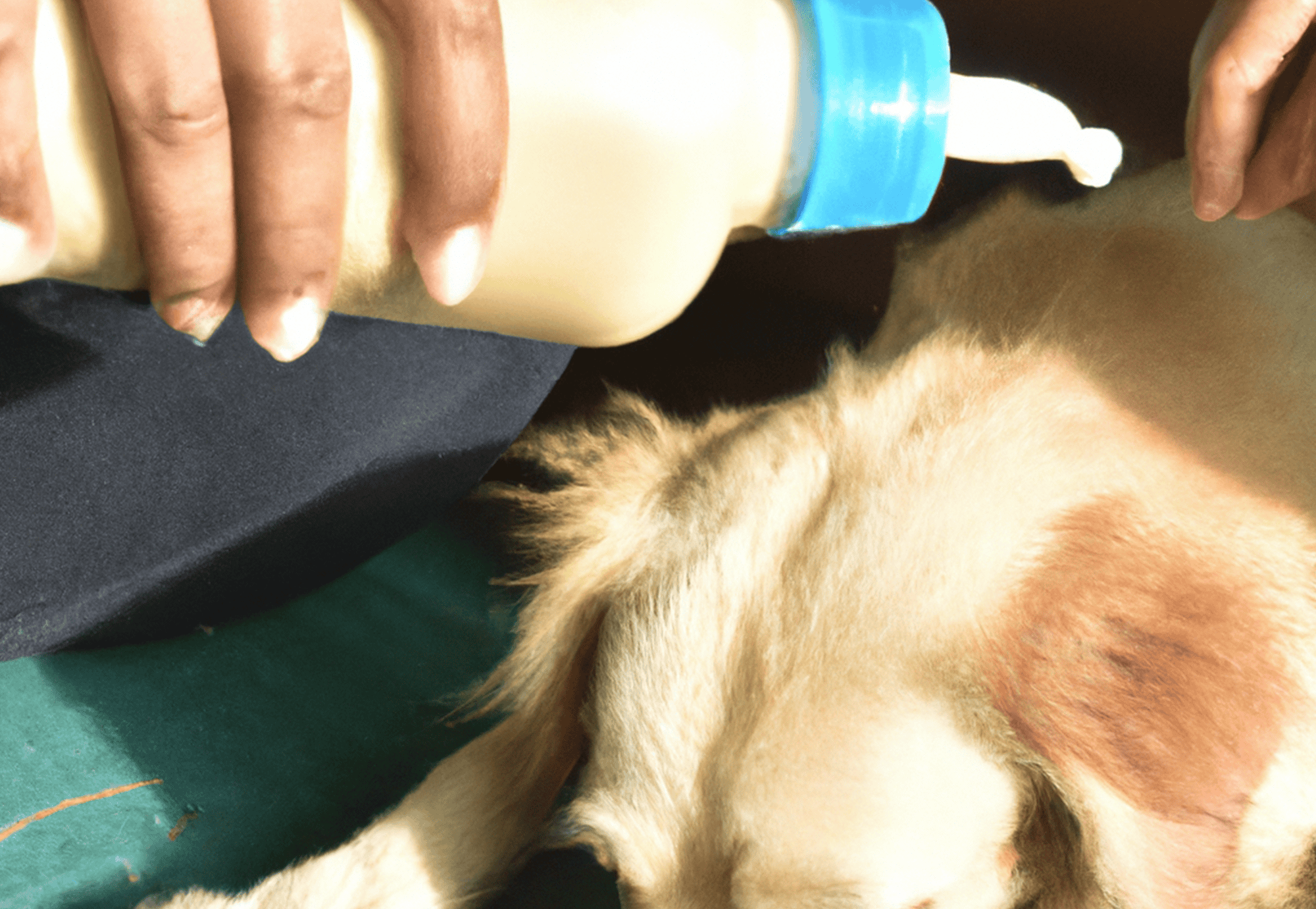 Veterinarian providing medical care to a dog with a visible skin issue, emphasizing pet health.
