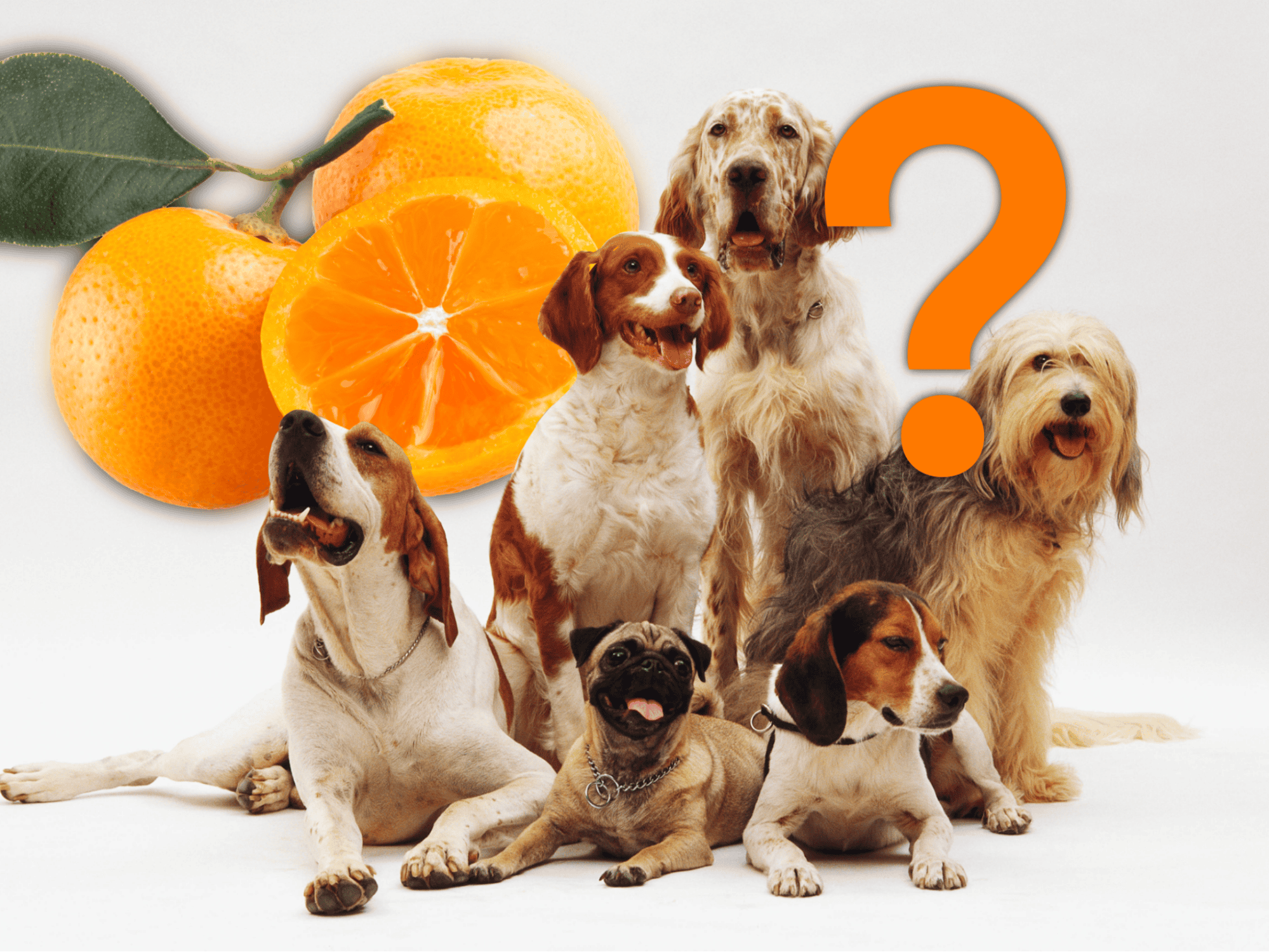 Specific Dog Breeds and Their Reaction to Clementines
