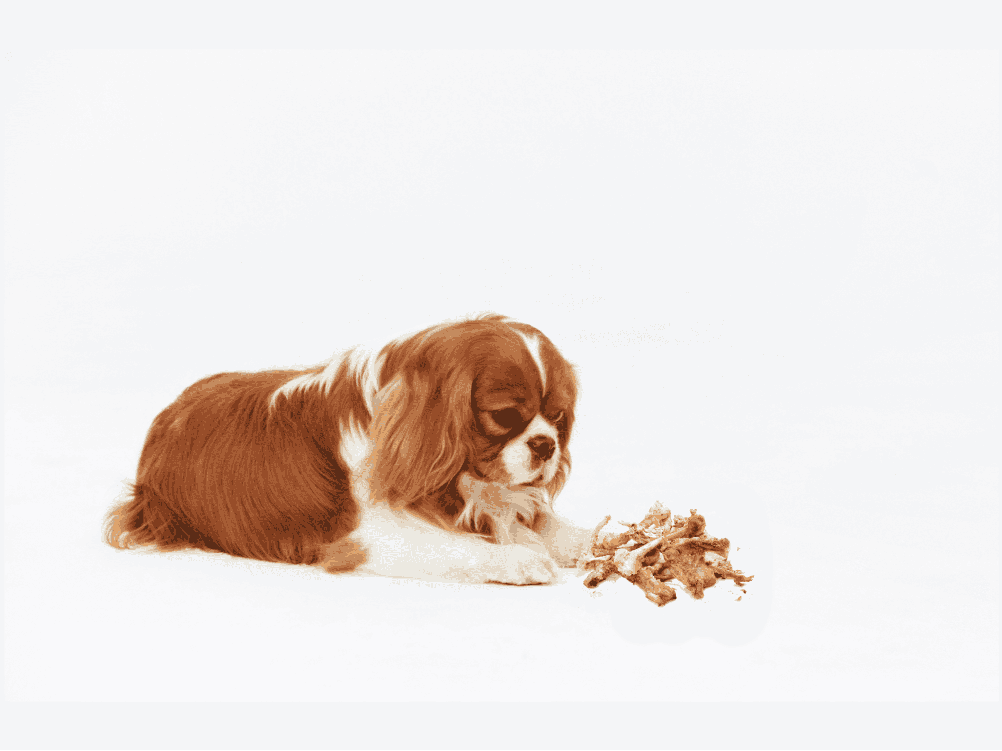 Steps if Your Dog Eats a Chicken Bone