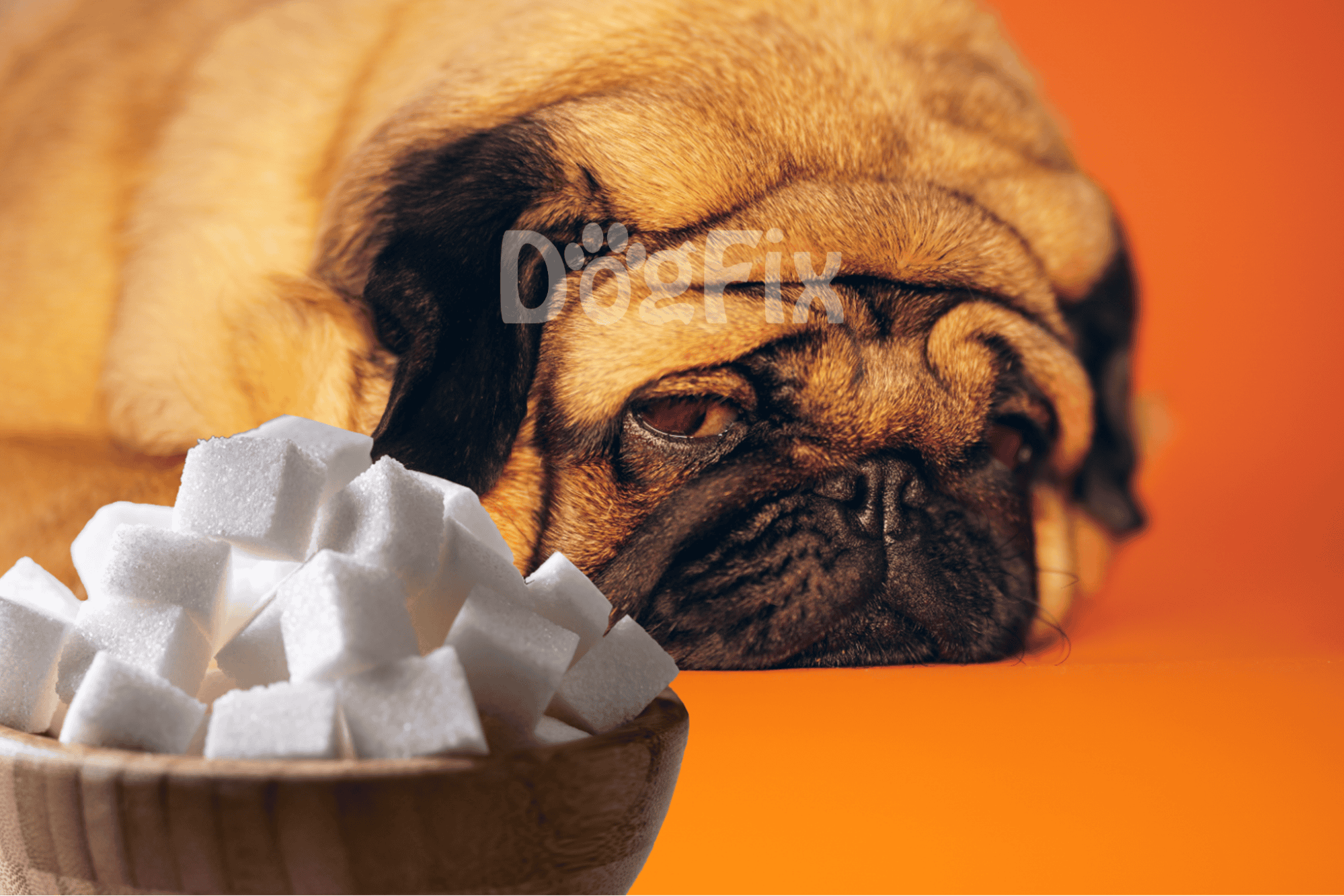 Close-up of tired bulldog resting near sugar cubes on wooden bowl.