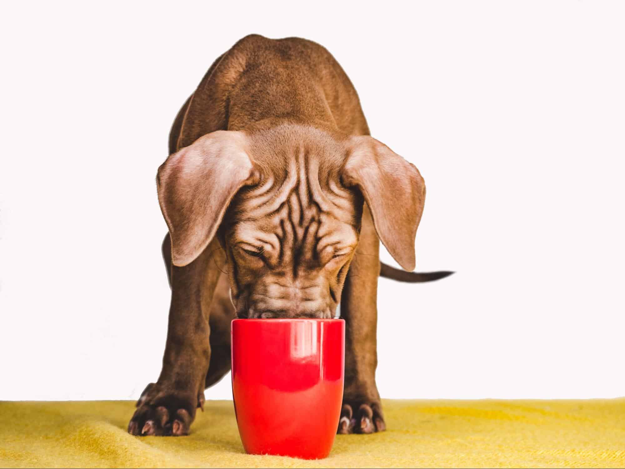 Cute puppy drinking water from a bright red mug, playful pet enjoying hydration.