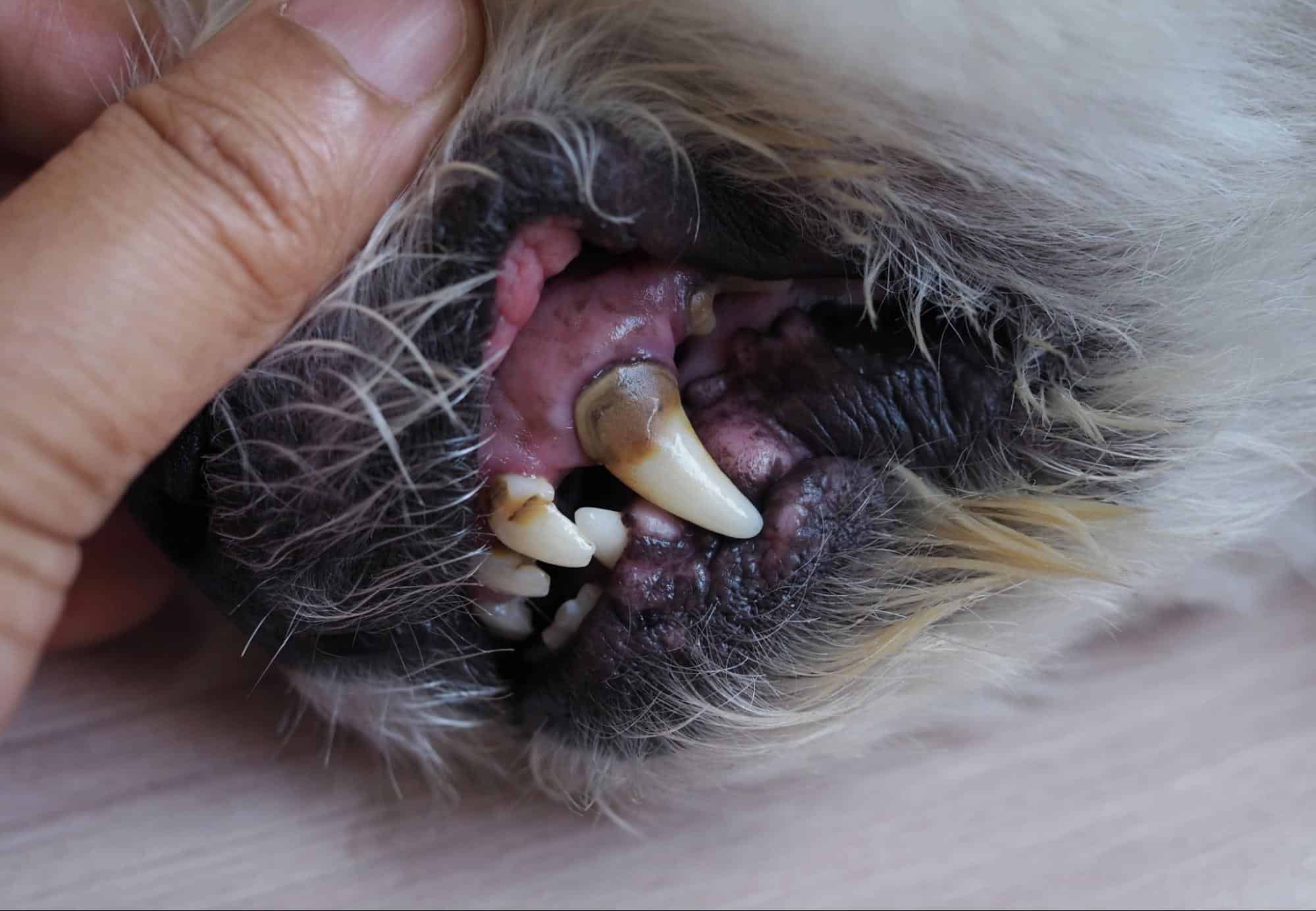 Close-up of a dog's open mouth revealing teeth, gums, and tartar accumulation.