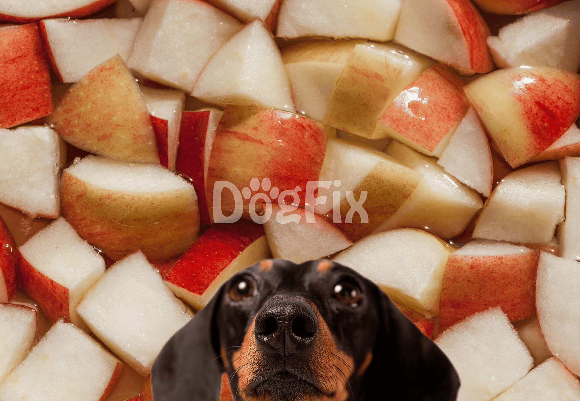 Close-up of chopped apples with a adorable black dog at the bottom, promoting healthy dog treats and snacks.