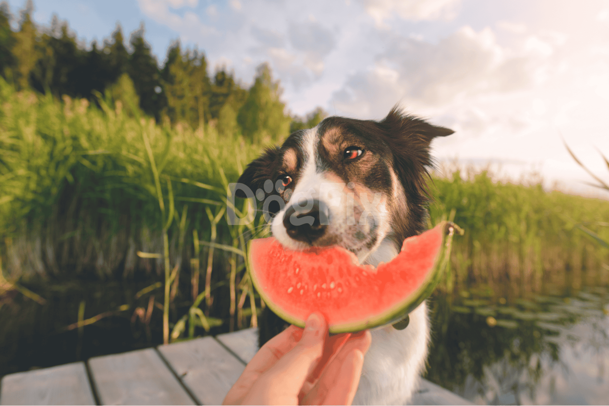 Dog enjoying a slice of watermelon outdoors in a lush green setting.