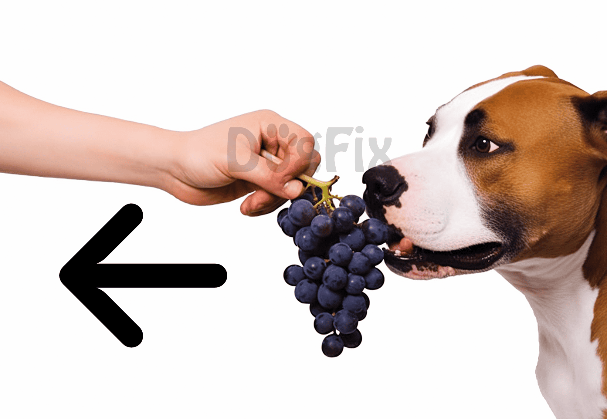 Dog enjoying grapes as a healthy treat for dogs, emphasizing safe pet snacks and dog nutrition.