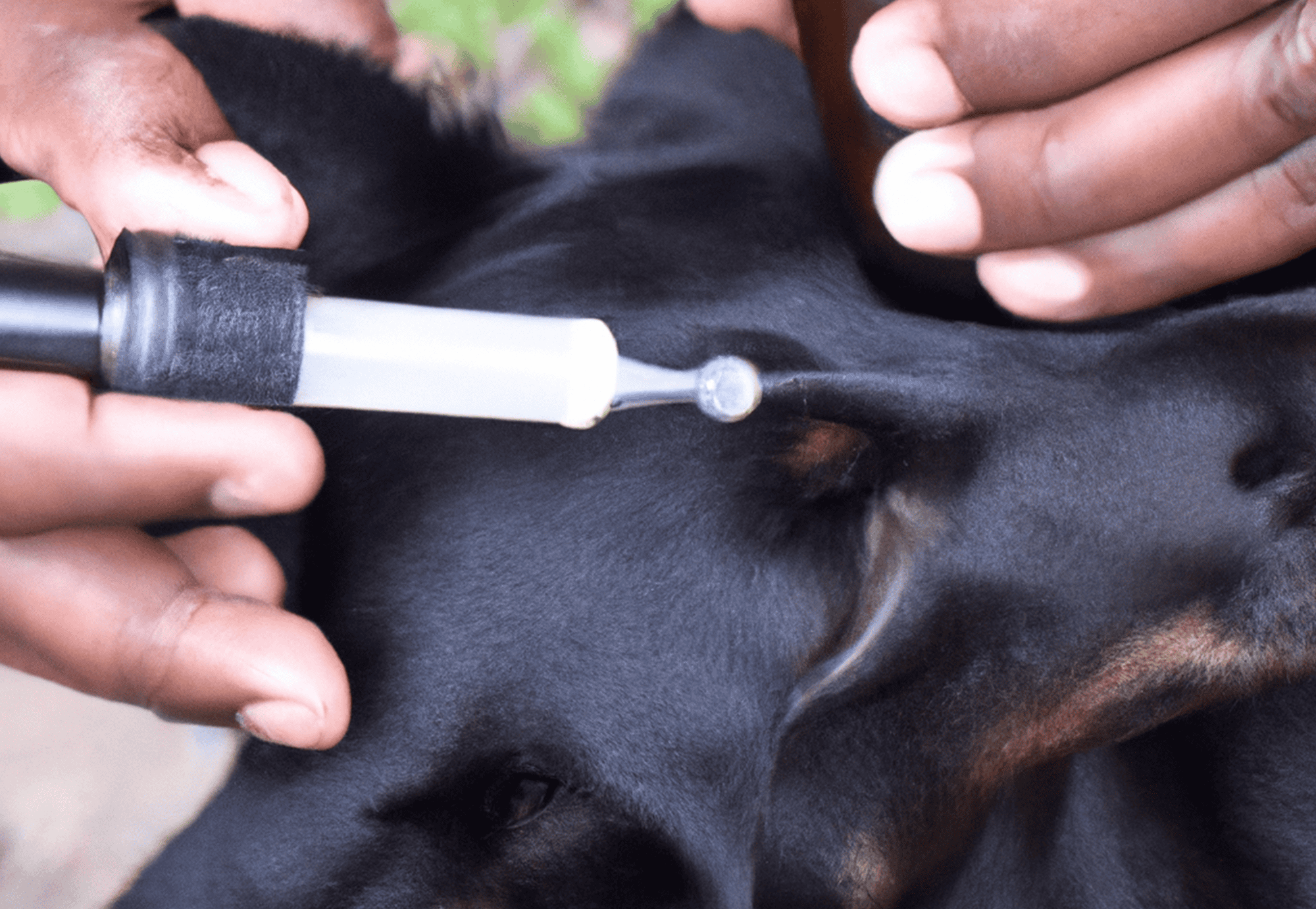 Things To Note About Dogs And Coconut Oil