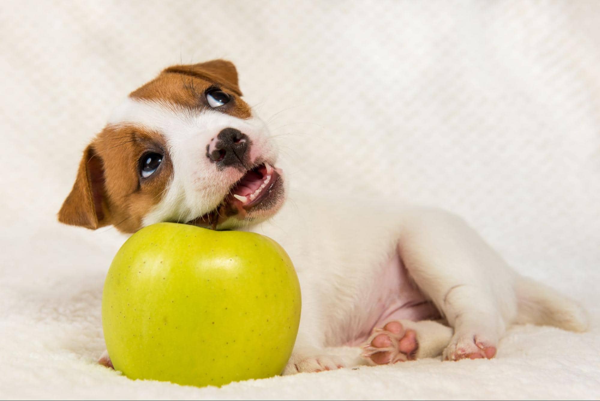 Adorable puppy chewing green apple, cute dog for pet play, healthy dog snacks, puppy love.