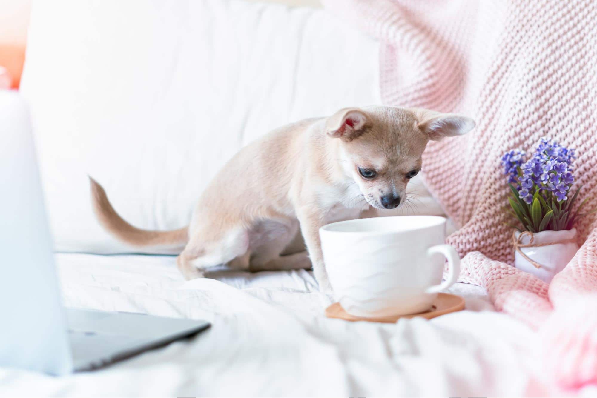 Adorable small dog sniffing a white coffee mug on a cozy bed with pink blanket and purple flowers.
