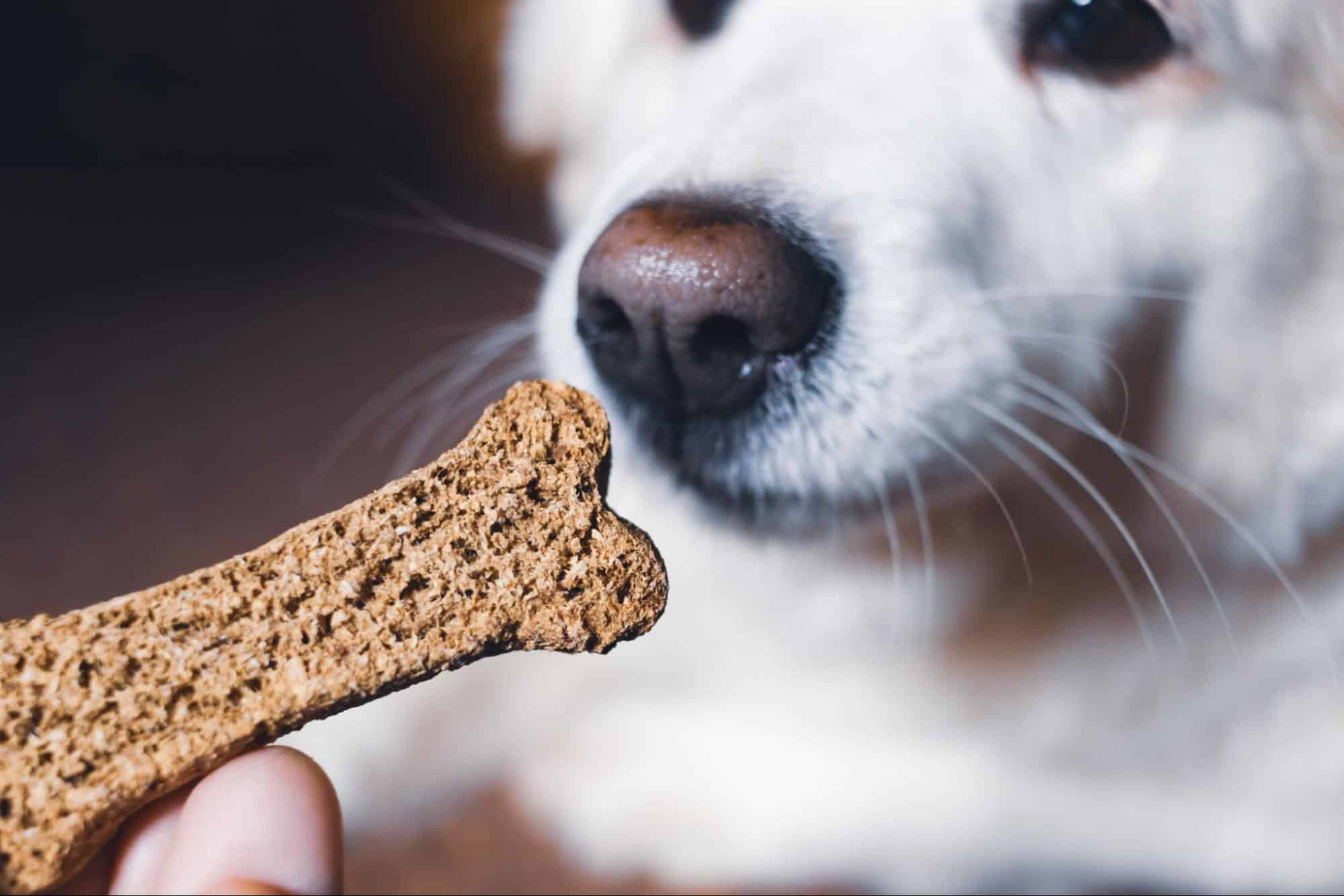 Close-up of a dog sniffing a chew bone, highlighting pet dental care and healthy dog treats.