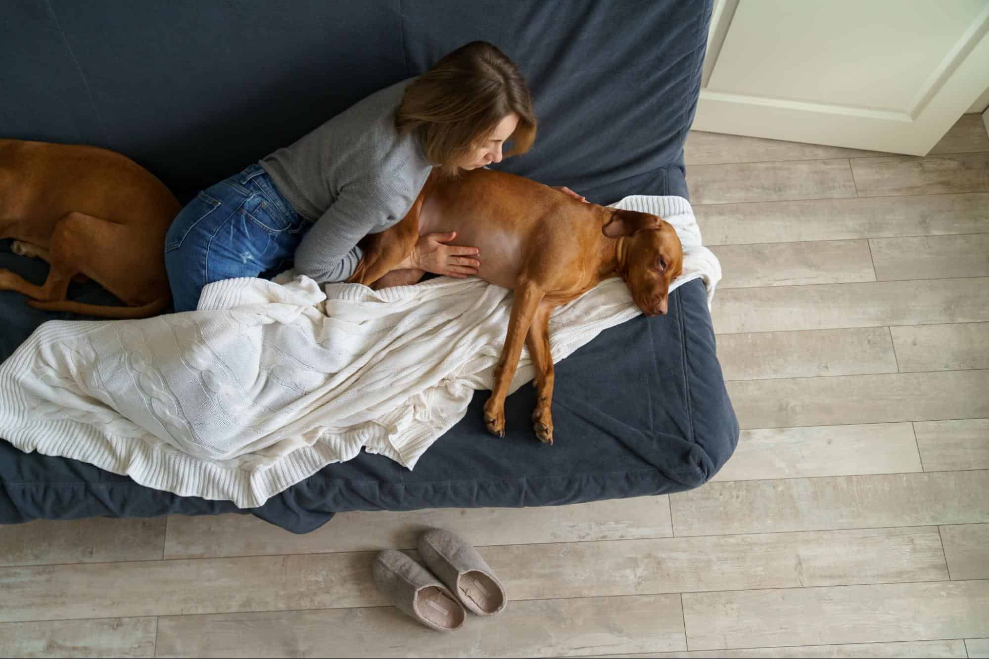 Gentle woman comforts her relaxed dog lying on a couch at home.