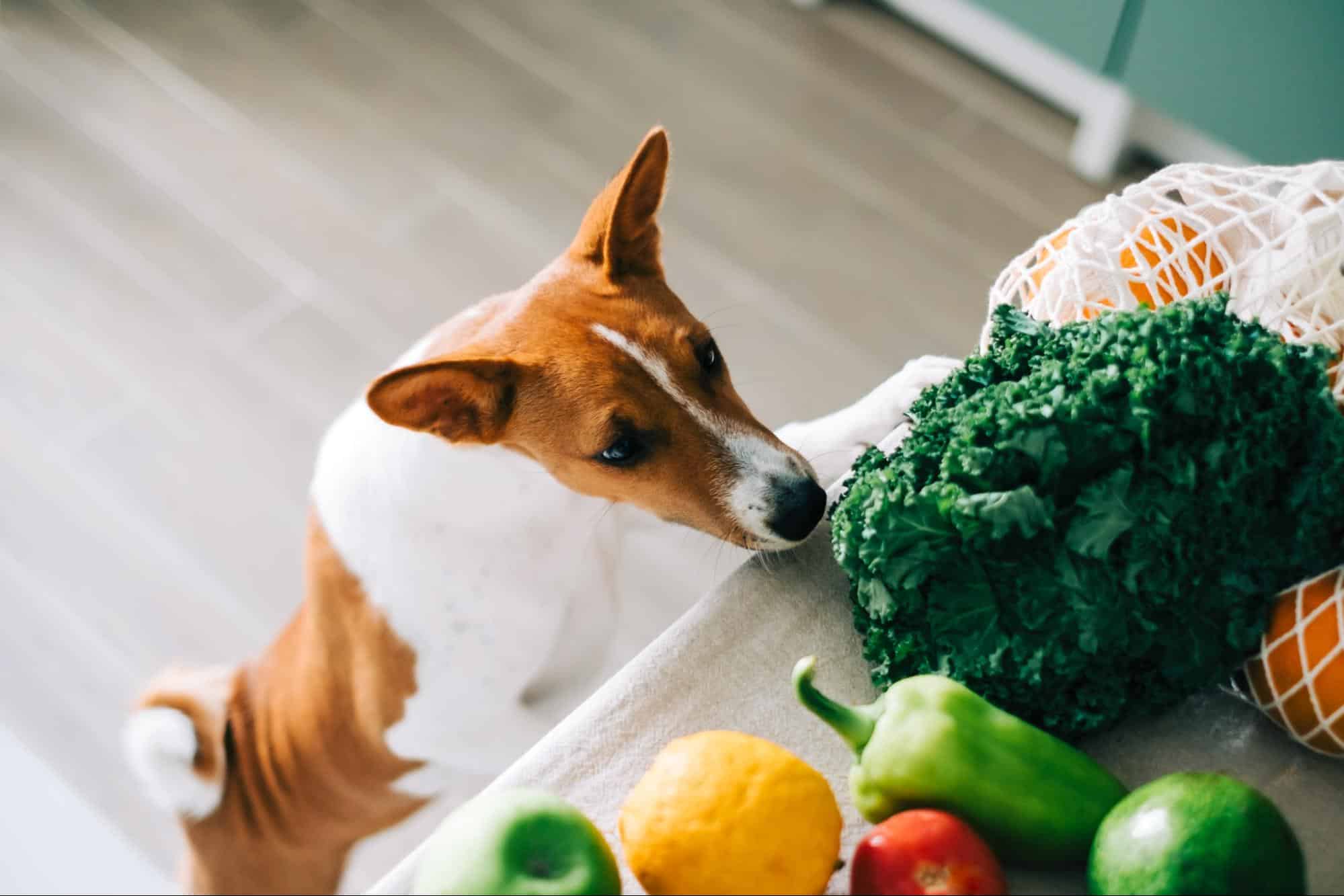 Veggie Treats for Dogs