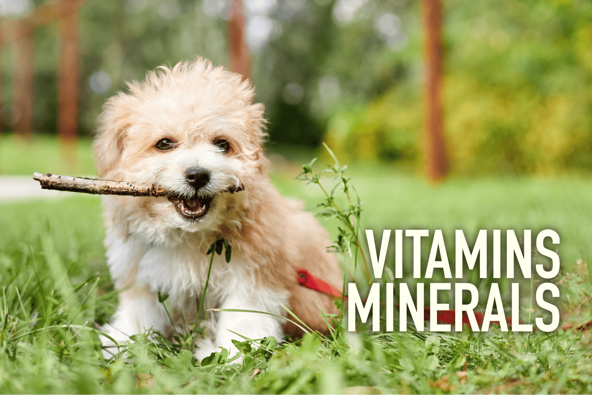 Adorable puppy with a stick in mouth enjoying outdoor playtime on green grass.