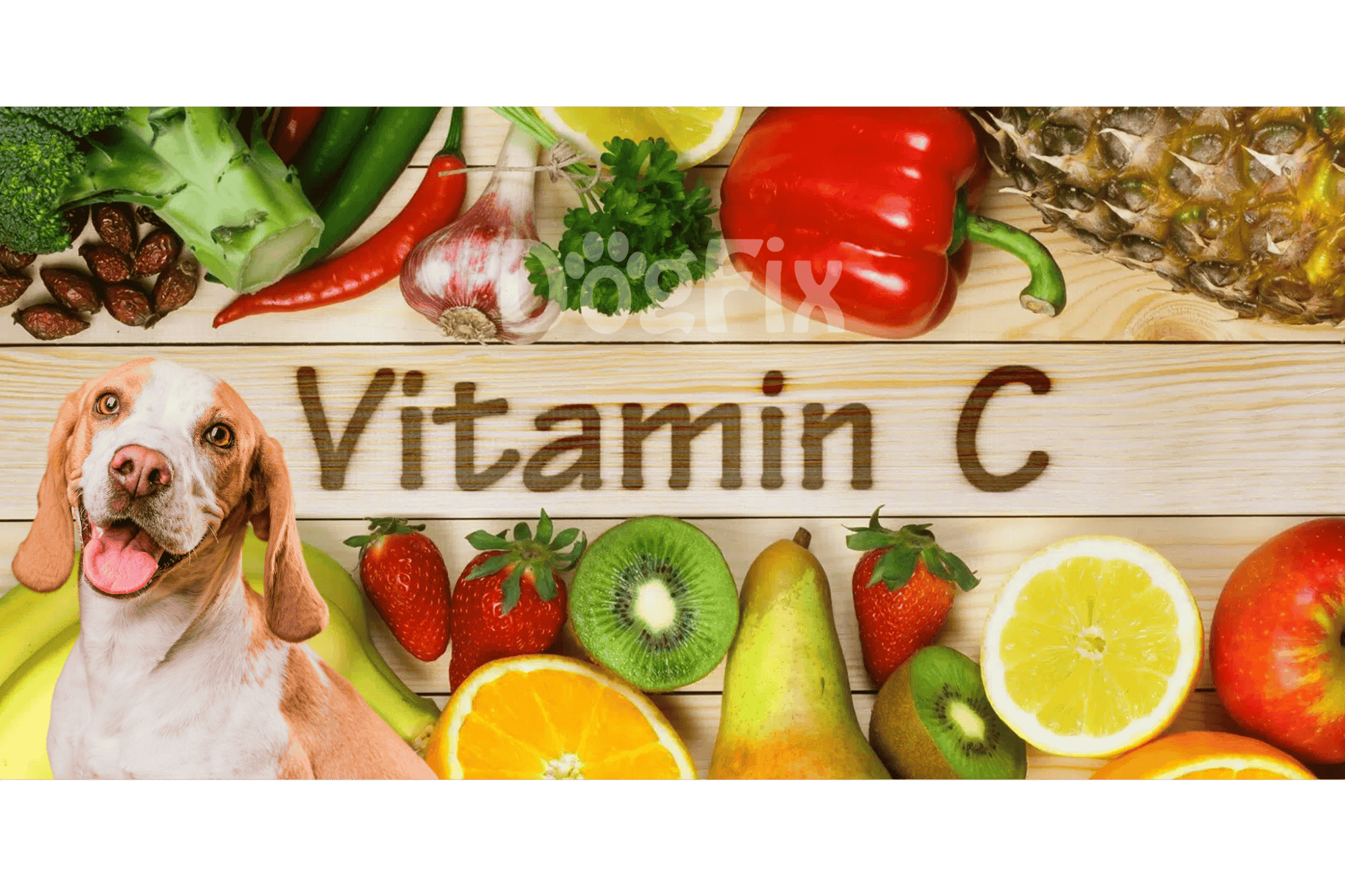 Dog vitamins, supplement for dog health, Vitamin C for dogs, canine nutrition.