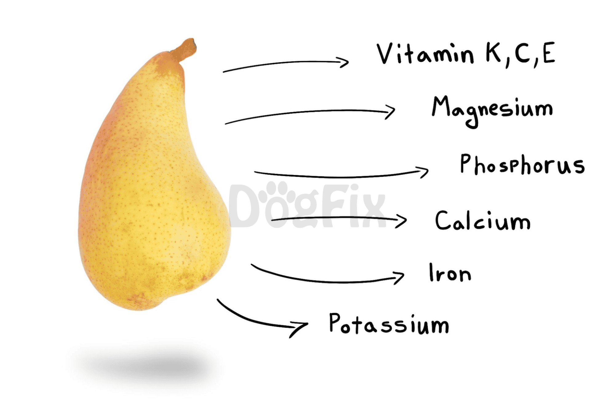 Pear with nutrition benefits including vitamins K, C, E, magnesium, phosphorus, calcium, iron, and potassium.
