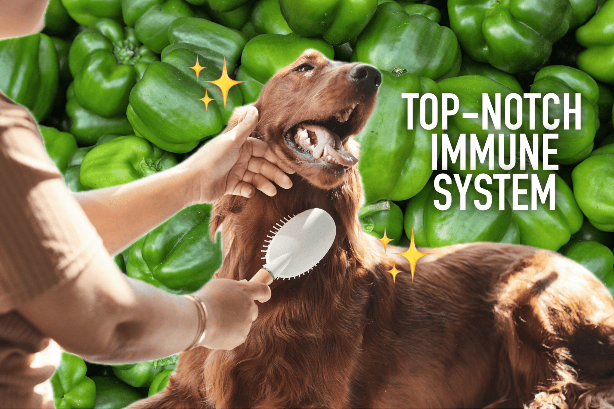Healthy dog getting groomed against a background of green peppers, highlighting immune support.