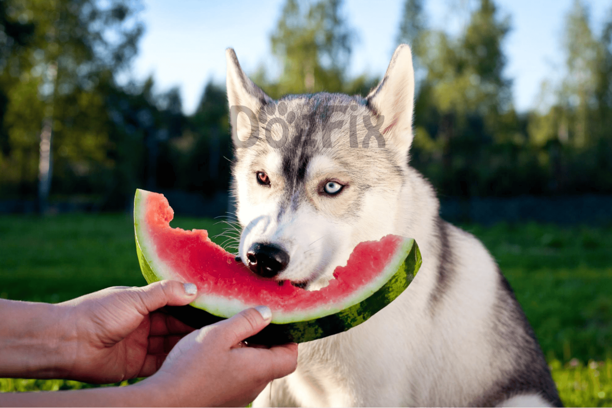 Husky eating watermelon outdoors for tasty dog treat at dog care park.