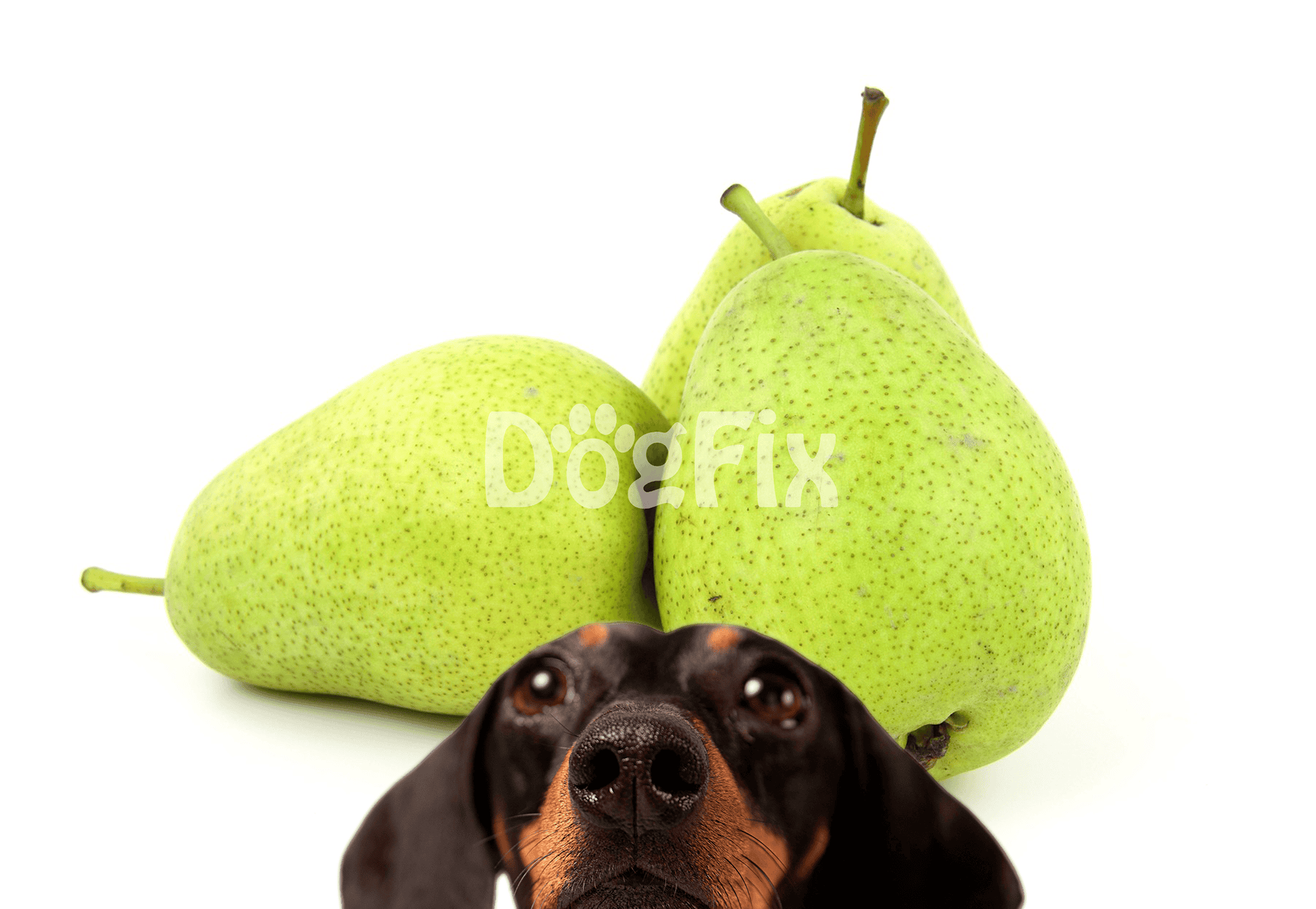 Dog friendly pears for healthy pet snacks. Ideal for canine treats and nutritious dog foods.