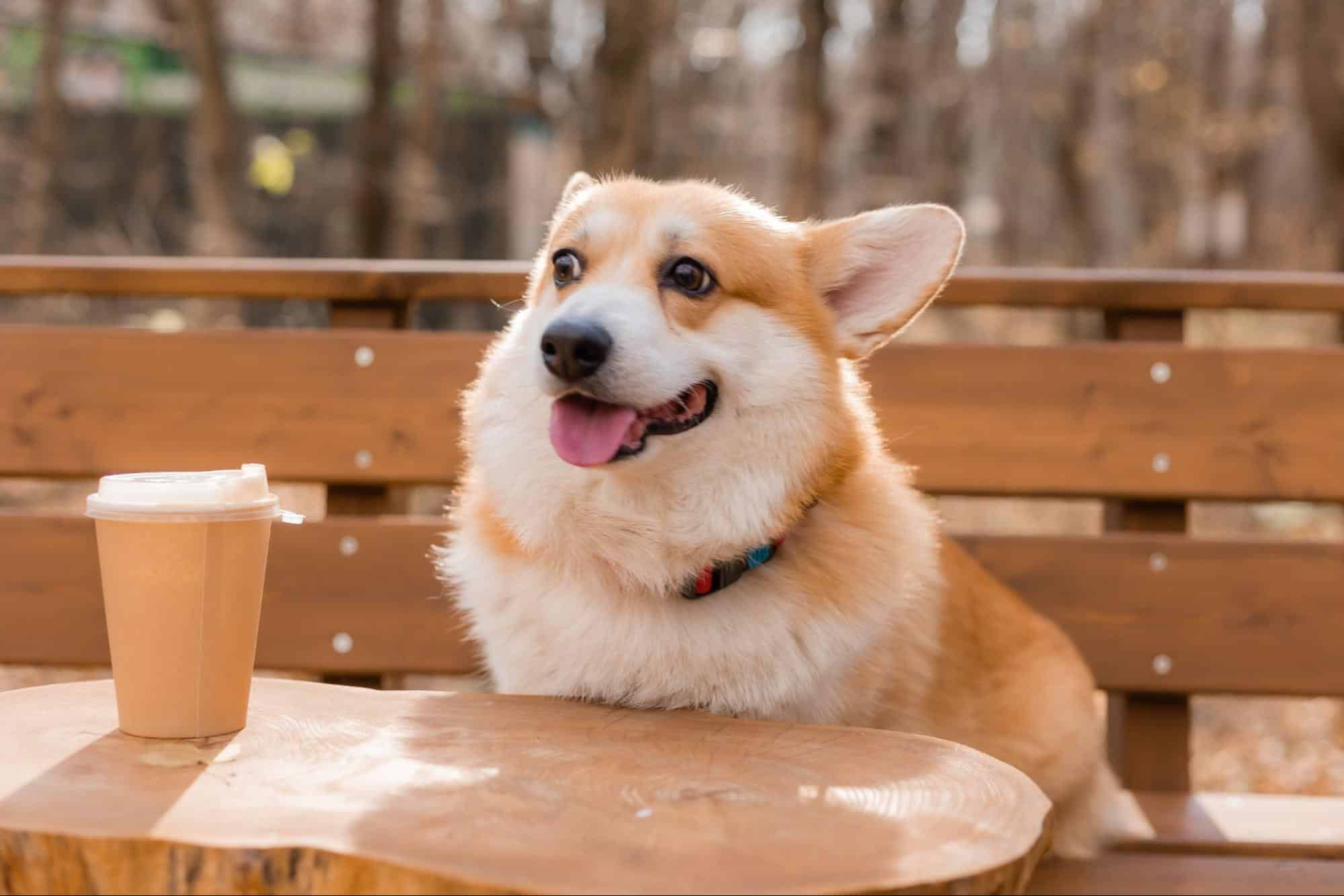 Adorable Corgi sitting outdoors with coffee cup, friendly expression, autumn background.