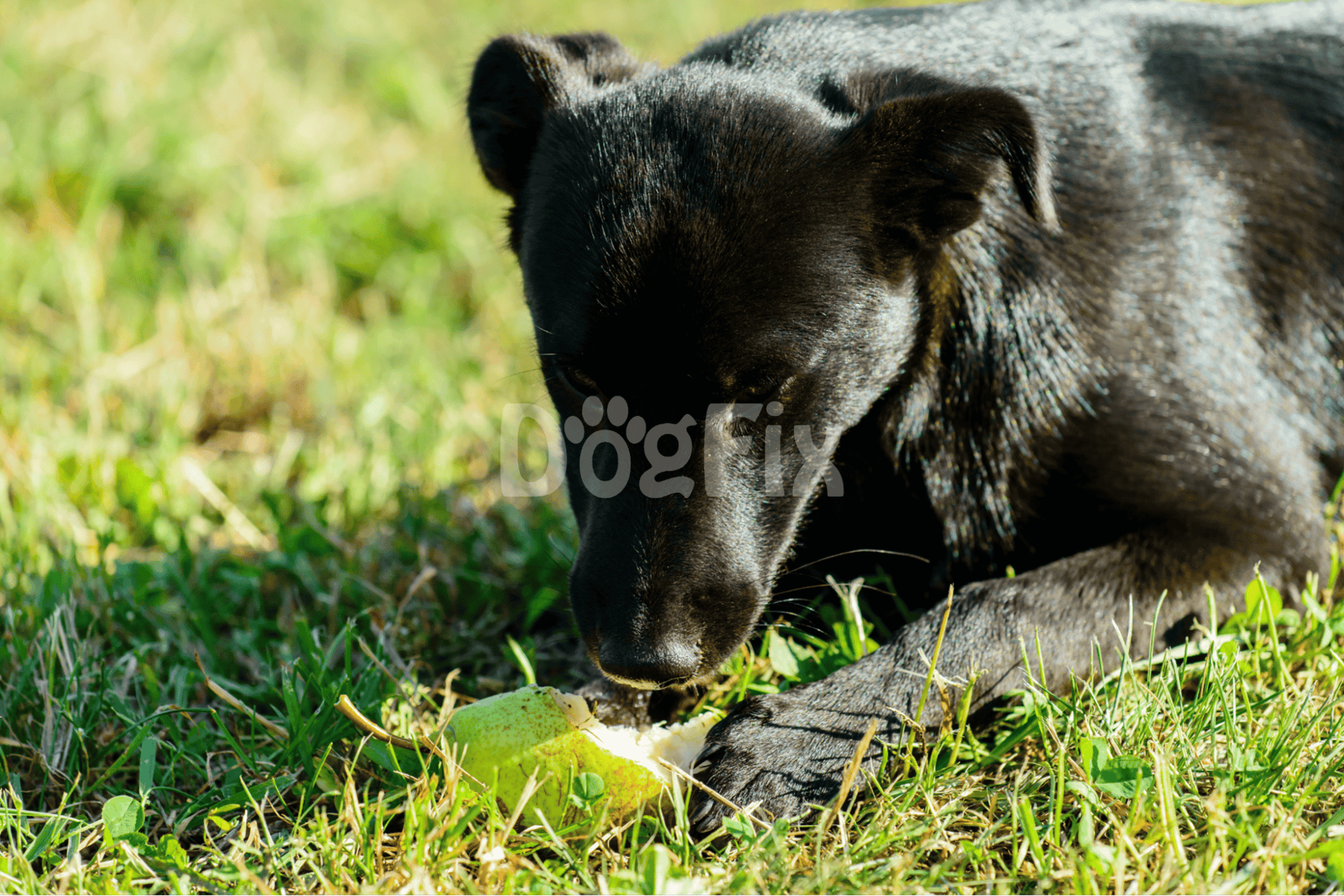 Adorable black dog enjoying playtime with a green ball outdoors.