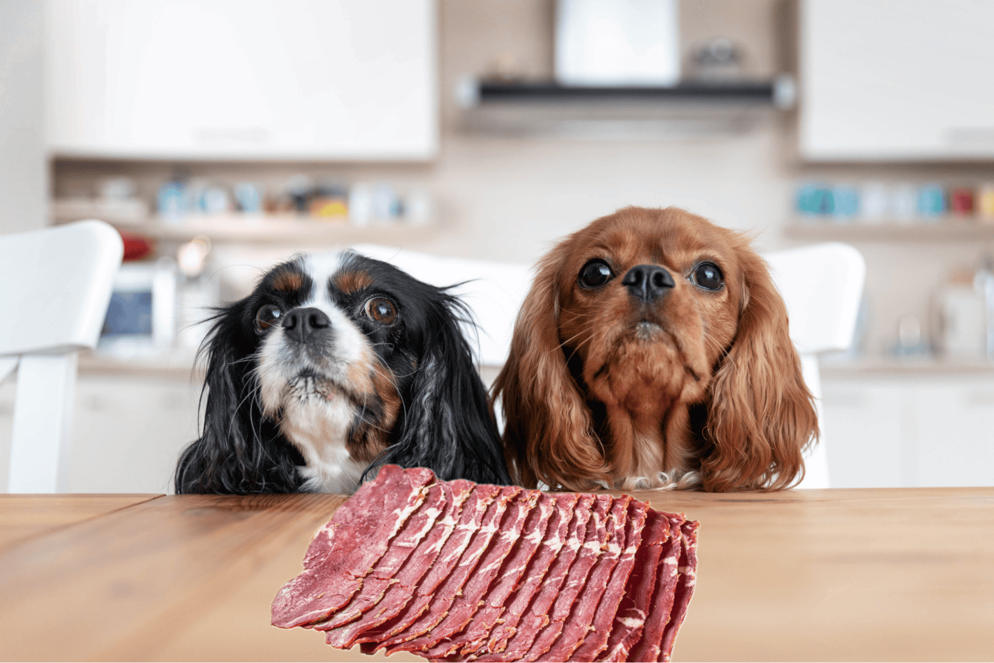 Two adorable dogs with a plate of sliced meat on a kitchen table.