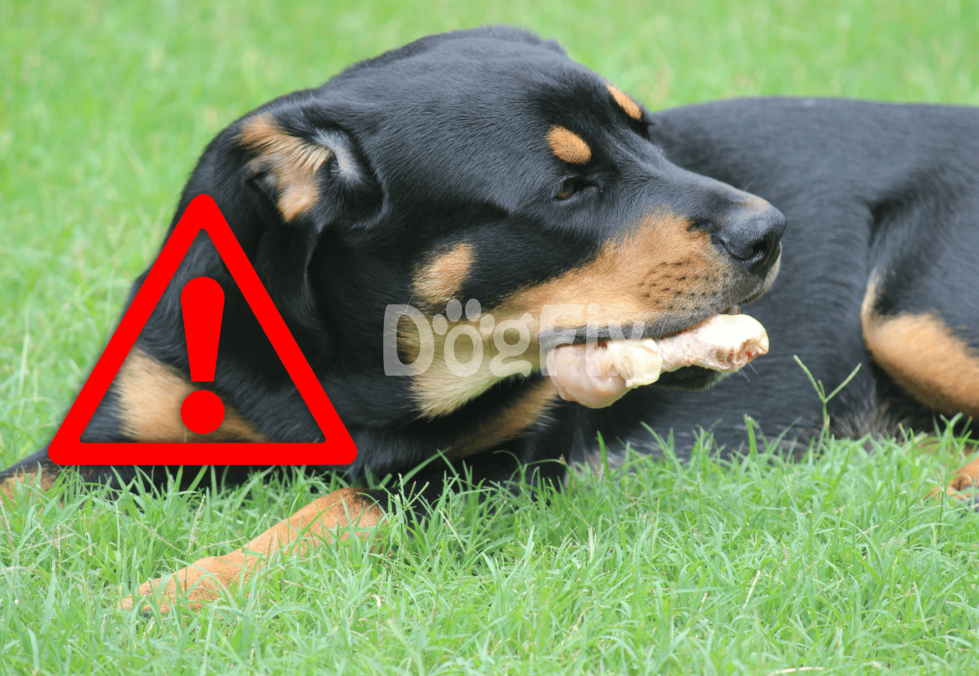 When to See a Veterinarian