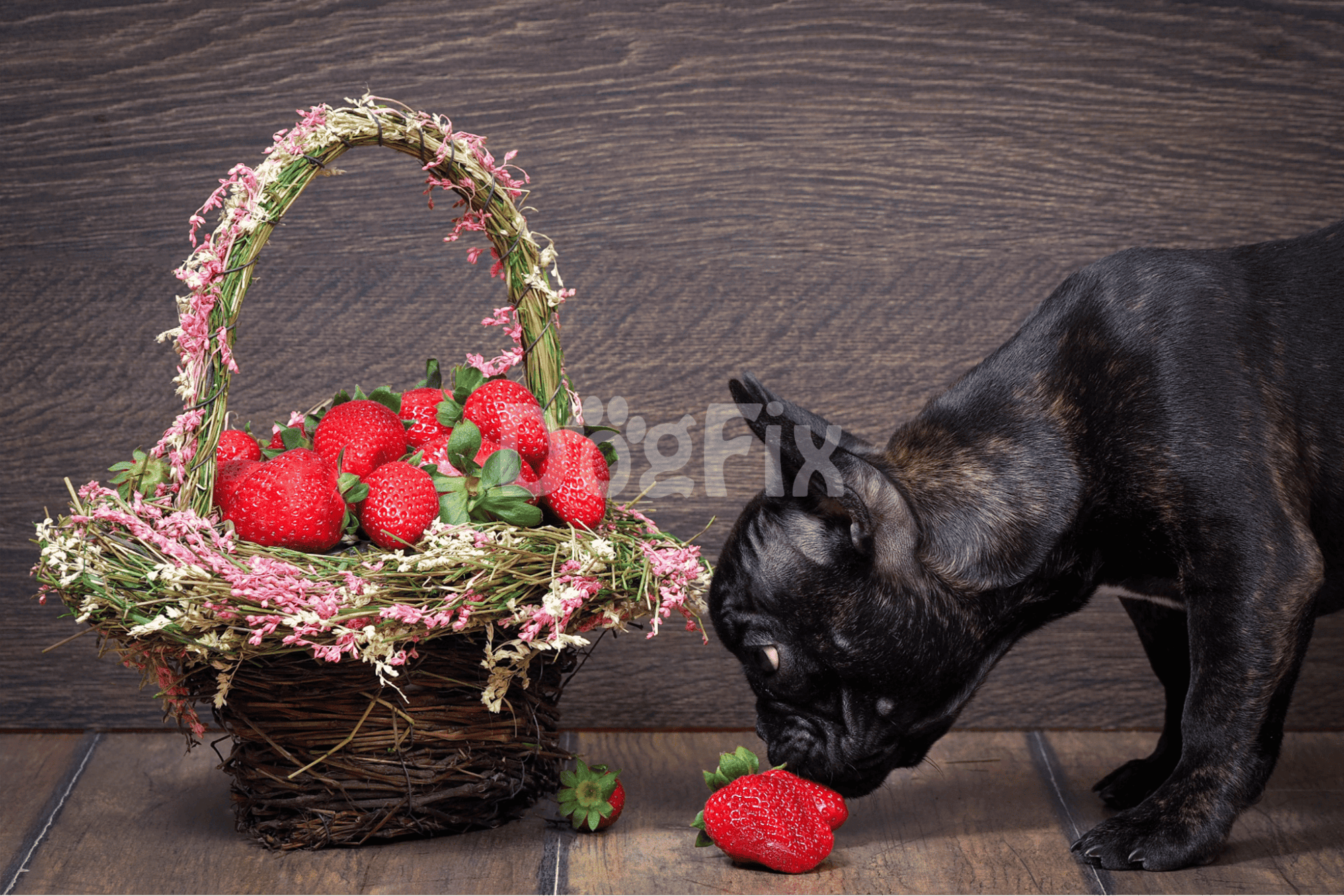 Wrapping it Up - The Strawberry Pup Talk