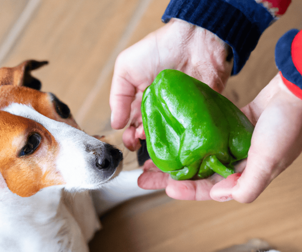 Dog receiving healthy green pepper for nutritional benefits and wellness.