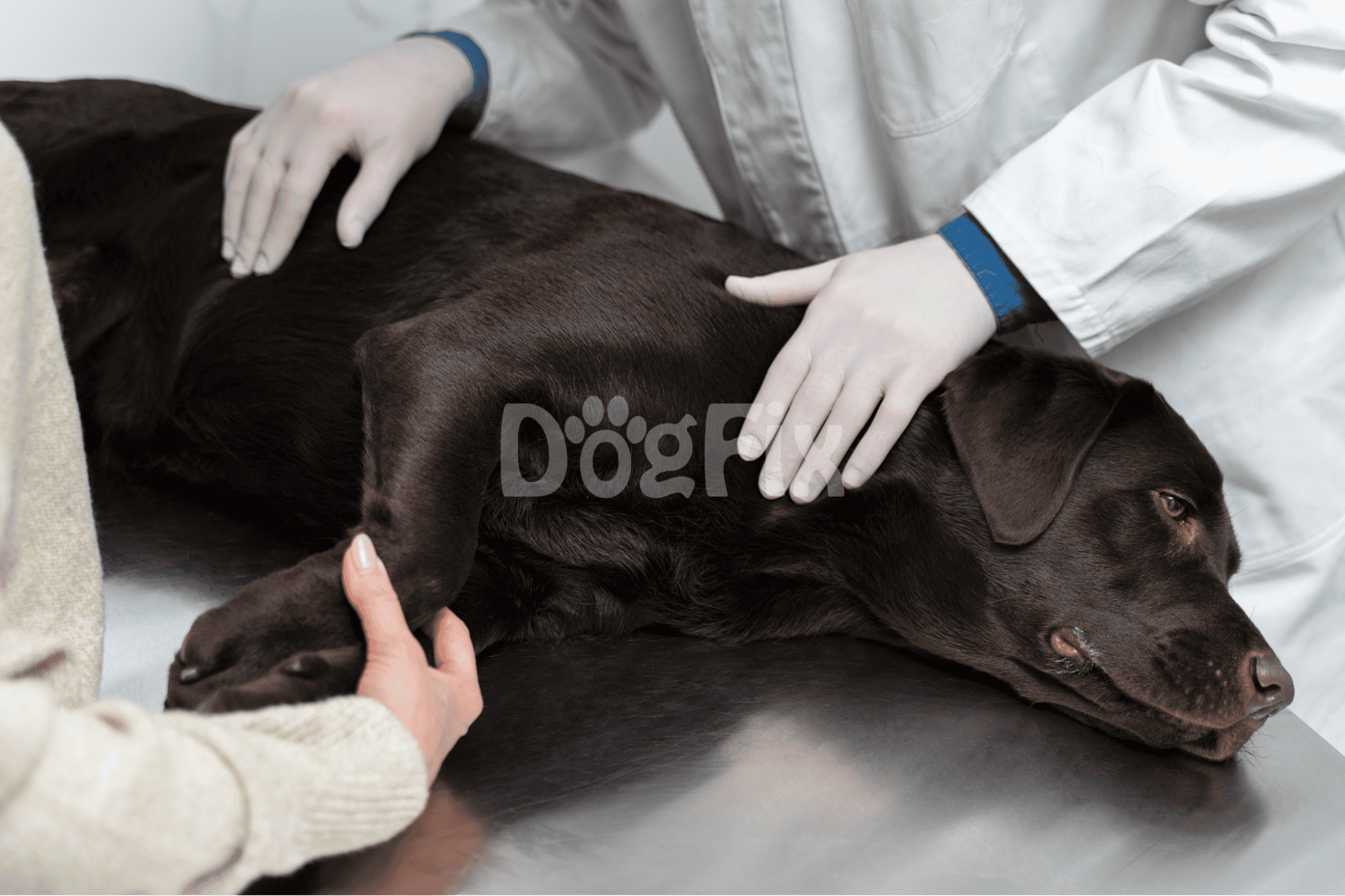 Close-up of veterinarian examining a relaxed dark brown dog on the vet table.