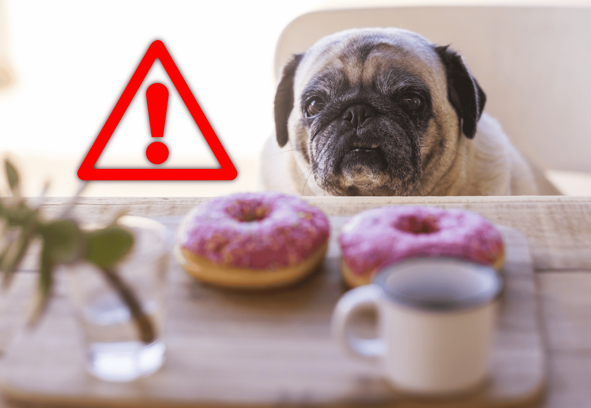 Dog safety alert - warning about toxic foods like donuts that can harm dogs.