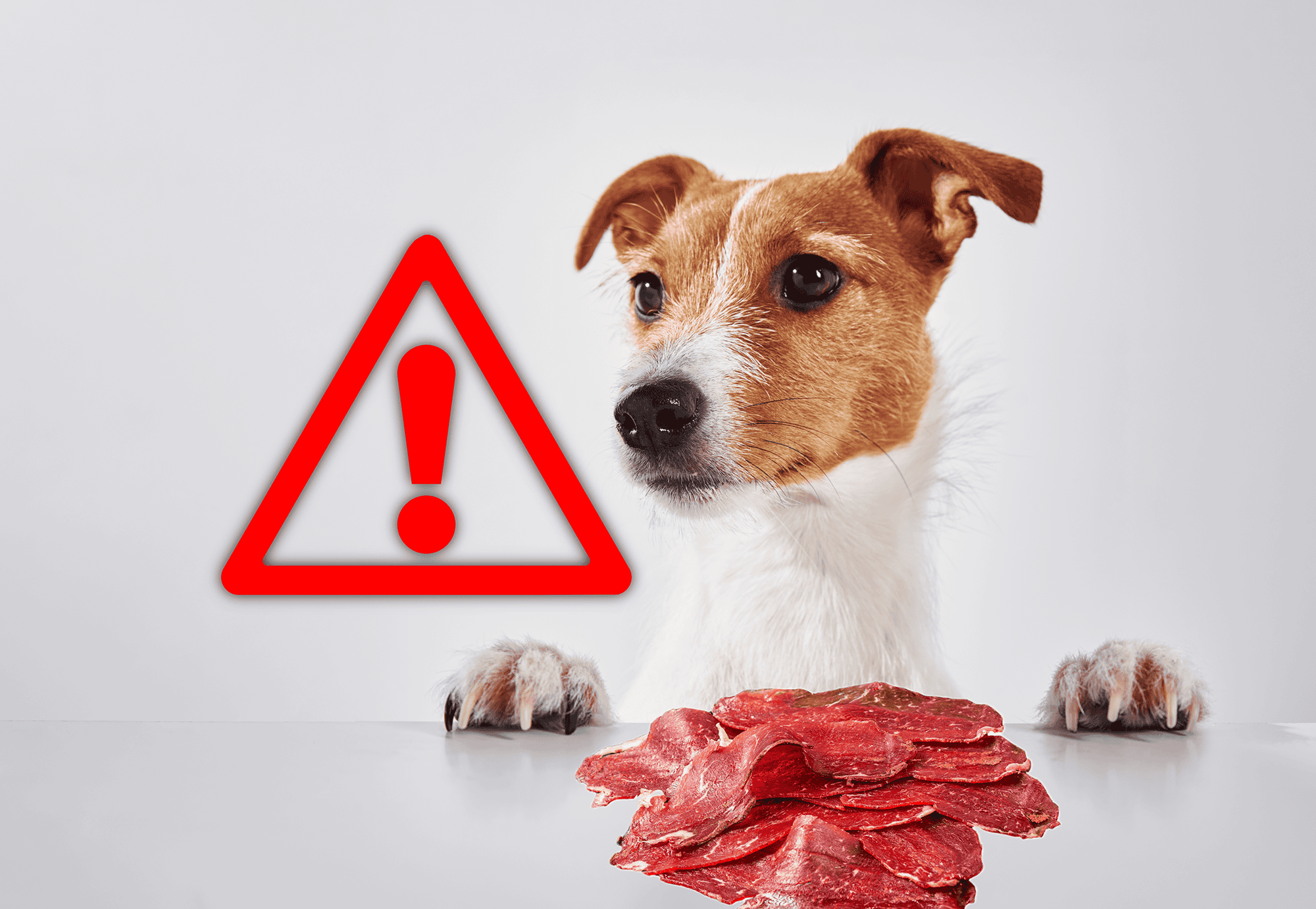 Dog looking at raw meat with warning sign.