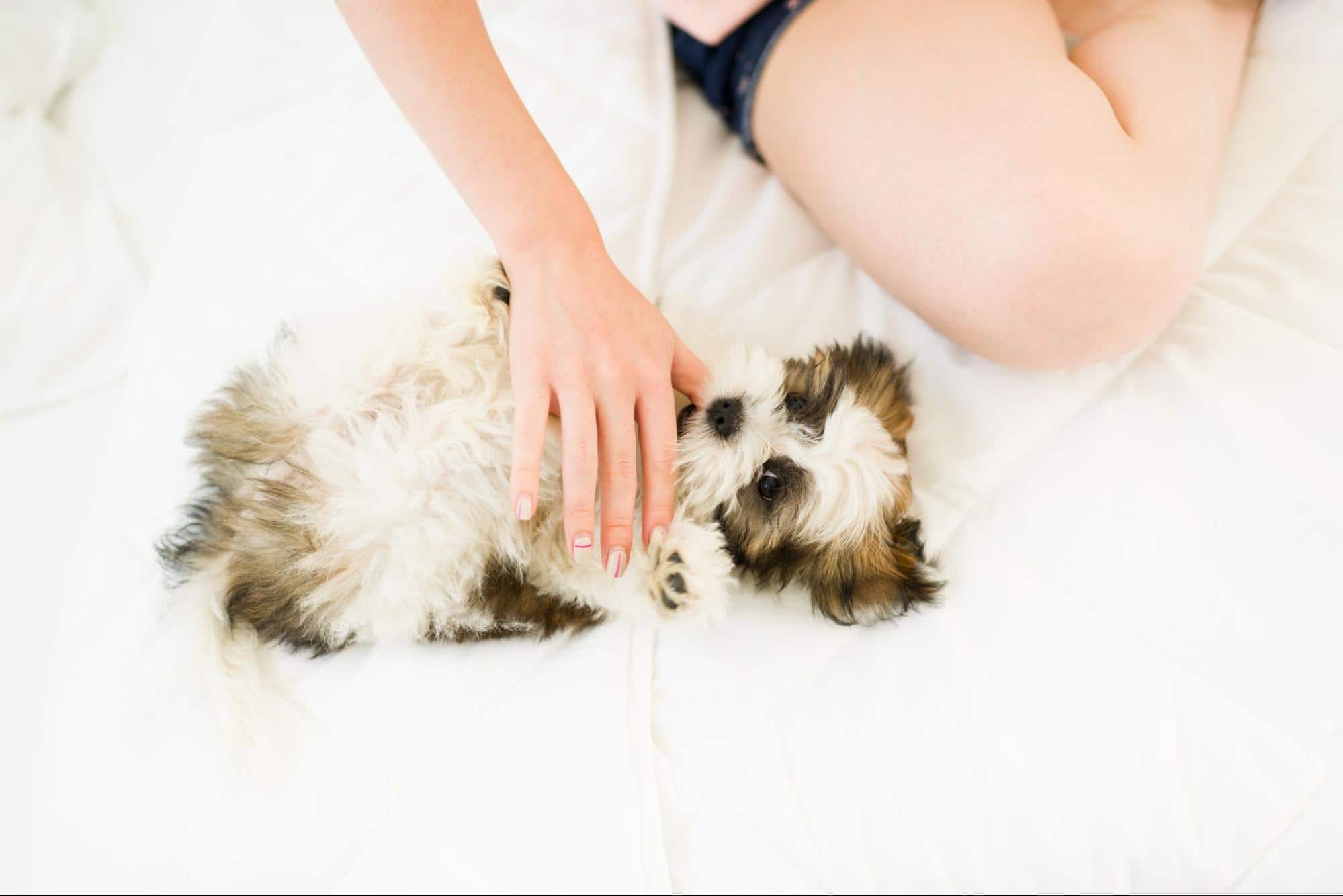 Adorable puppy lying on the bed with owner’s hand gently petting it.