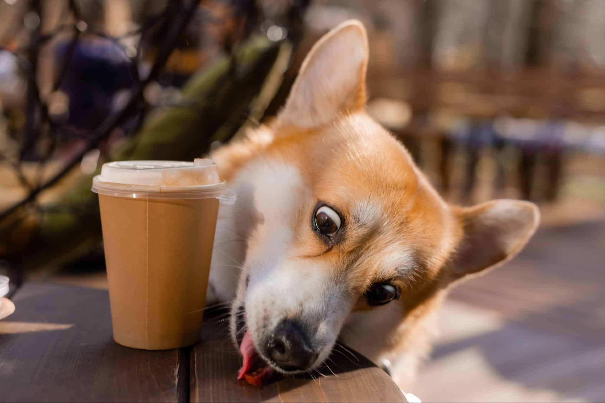 Adorable dog resting near coffee cup outside, showcasing pet relaxation and outdoor pet care.