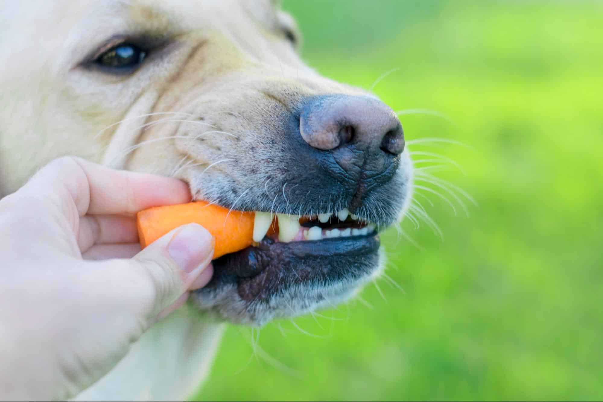 Close-up of a dog eating a fresh carrot treat outdoors.