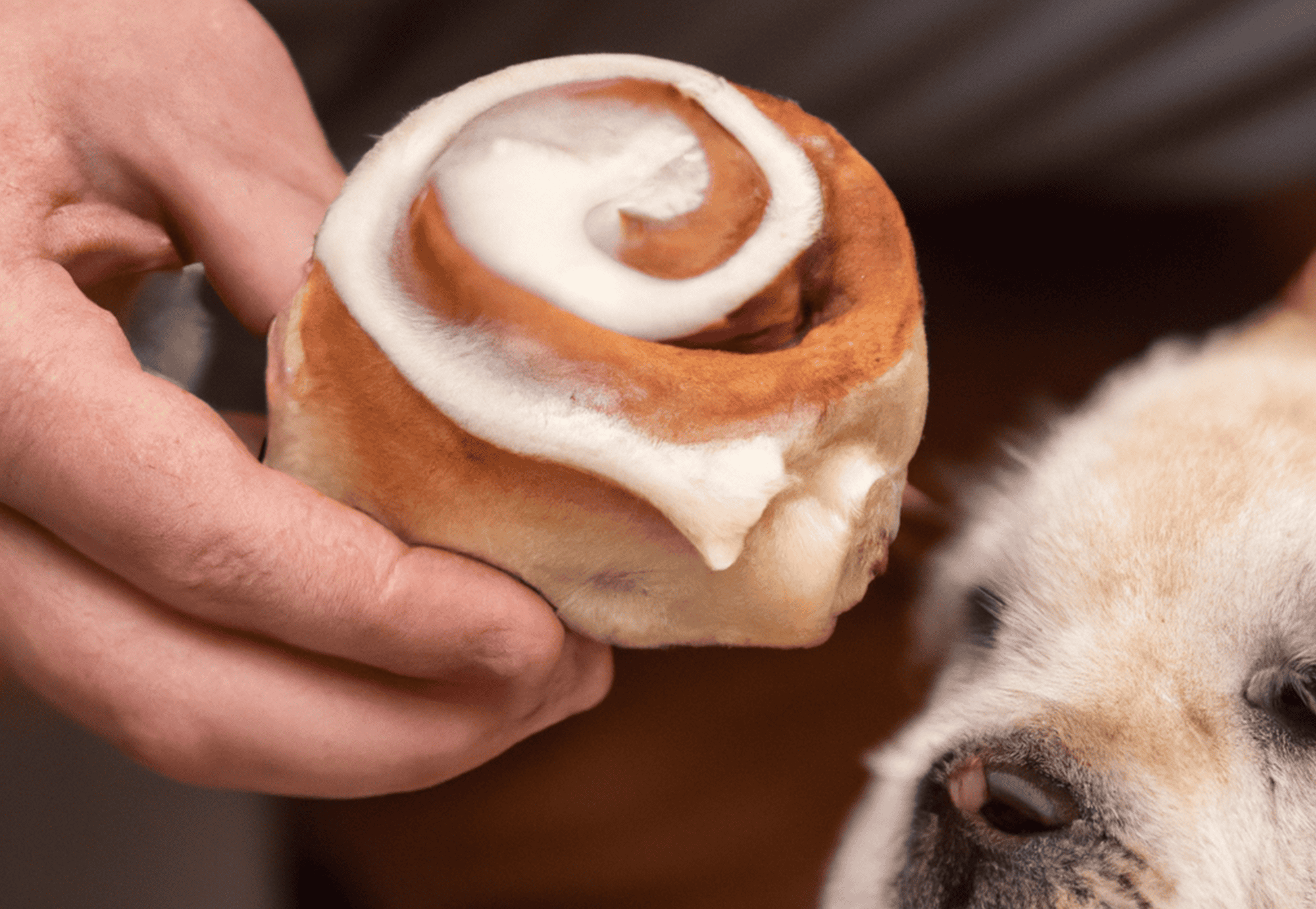 Dog cinnamon roll treat with cream cheese frosting, adorable pet snack for dogs.