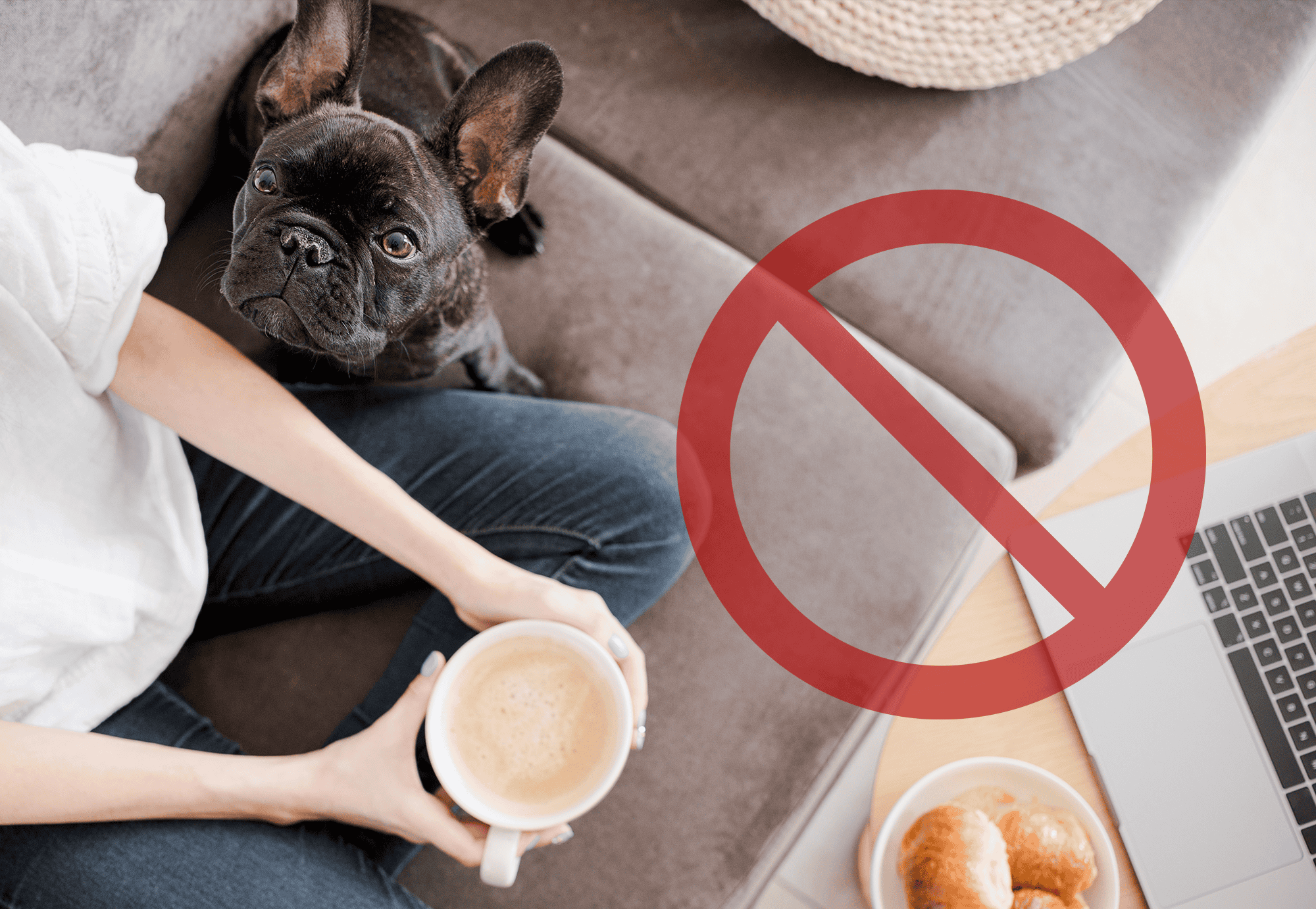 French Bulldog with coffee.