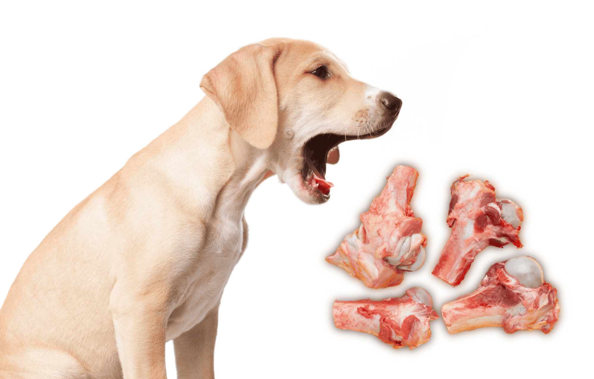 Healthy dog food options.