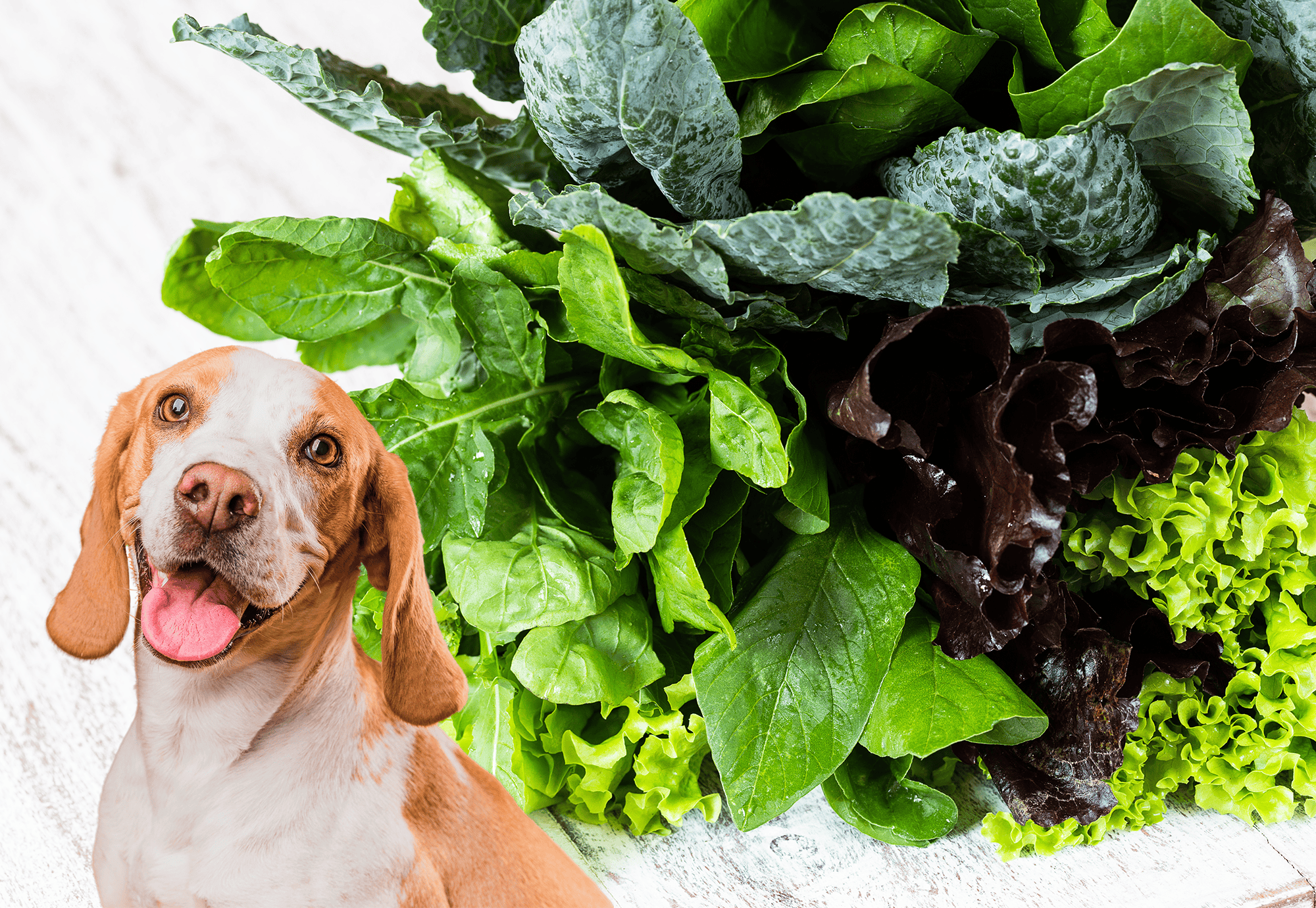 Dog eating healthy greens for optimal pet diet and wellness.