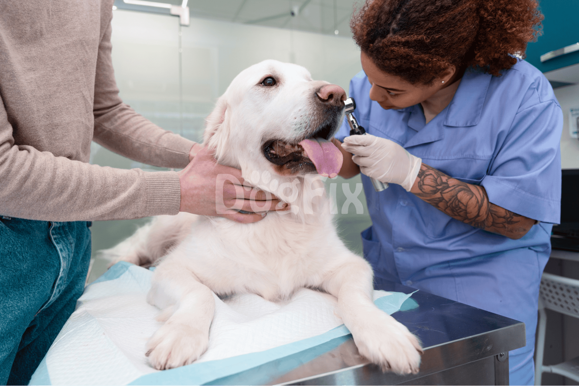 Healthy dog being checked by veterinarian at veterinary clinic.