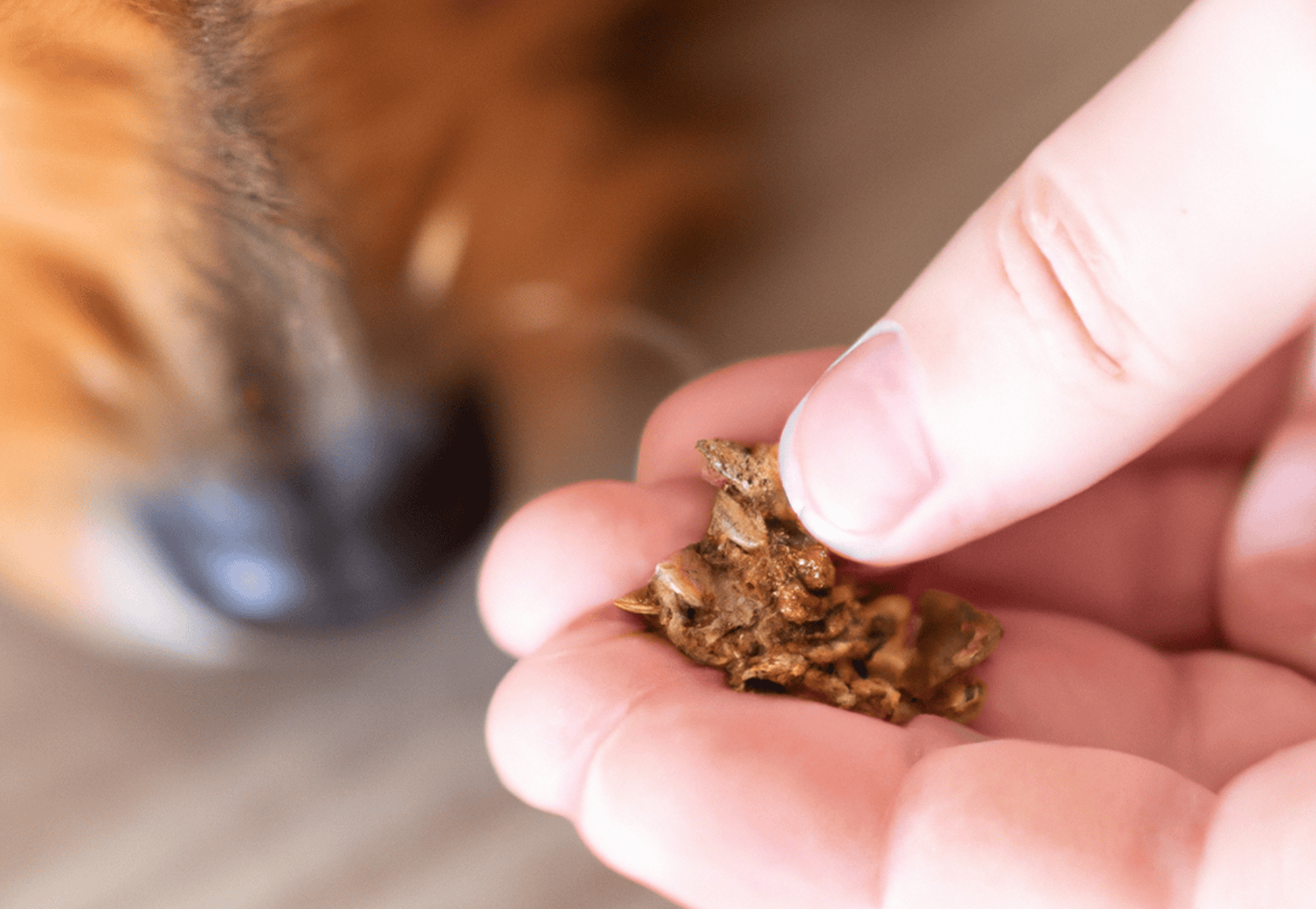 Close-up of a person’s hand giving a treat to a dog for training or rewards.