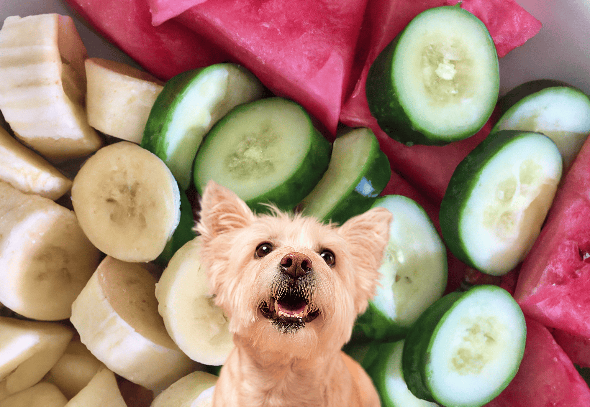 Healthy DIY dog treats with fresh cucumbers and bananas for small and large dogs.