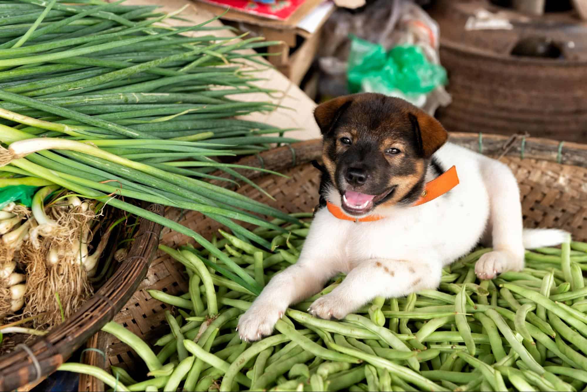 Adorable puppy resting on fresh green onions in a rustic market setting.