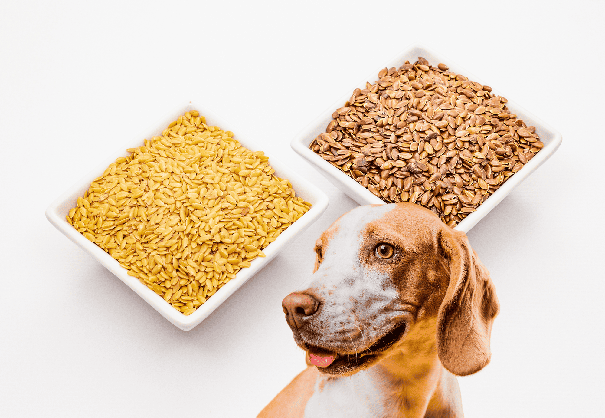 Bright yellow and brown flax seeds in white bowls with a happy dog.