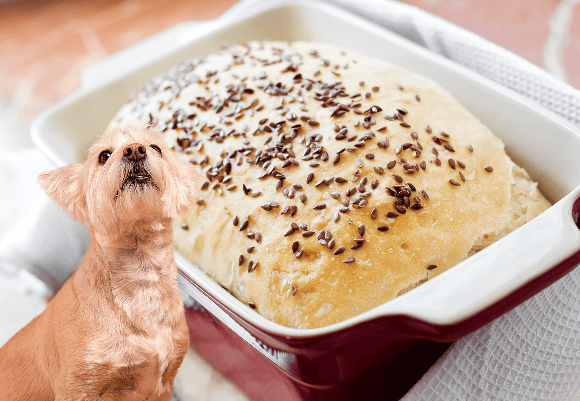 Close-up of fresh homemade bread with chocolate sprinkles on a baking dish, ideal for dog treats and pet nutrition.